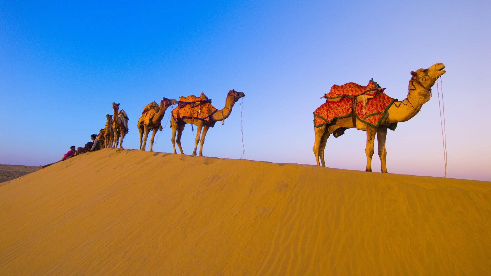 254119 descargar fondo de pantalla animales, camello: protectores de pantalla e imágenes gratis