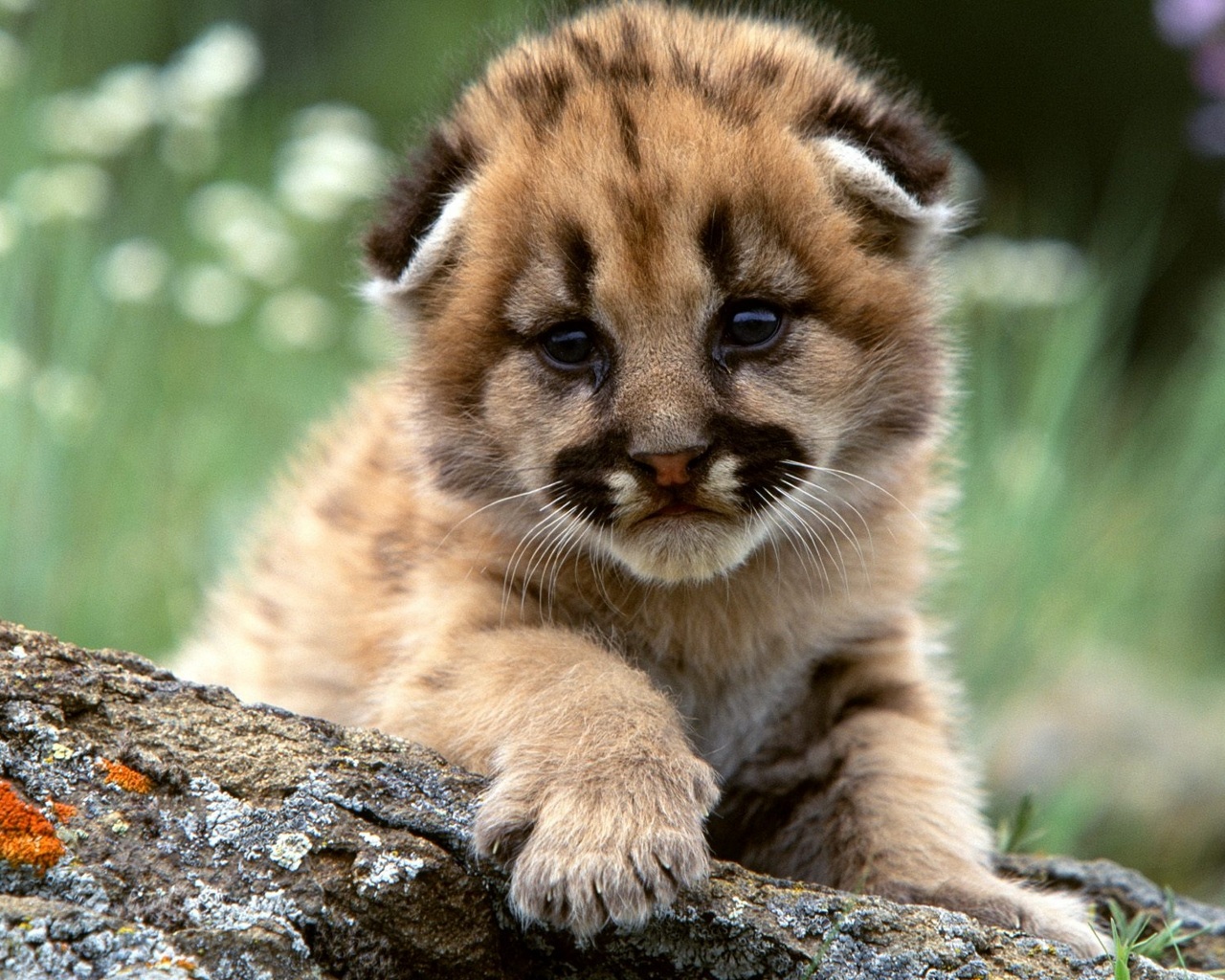 Descarga gratis la imagen Animales, Puma, Bebe Animal en el escritorio de tu PC