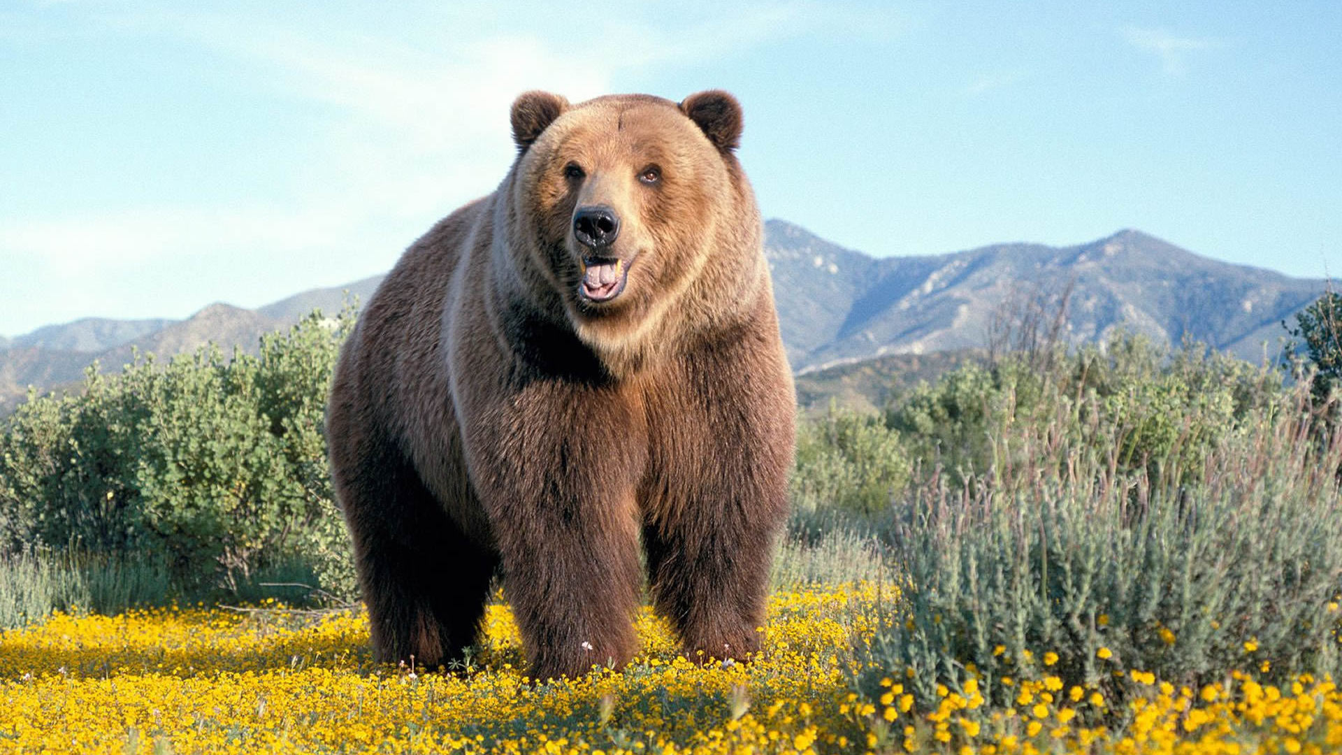 Free download wallpaper Bear, Animal on your PC desktop