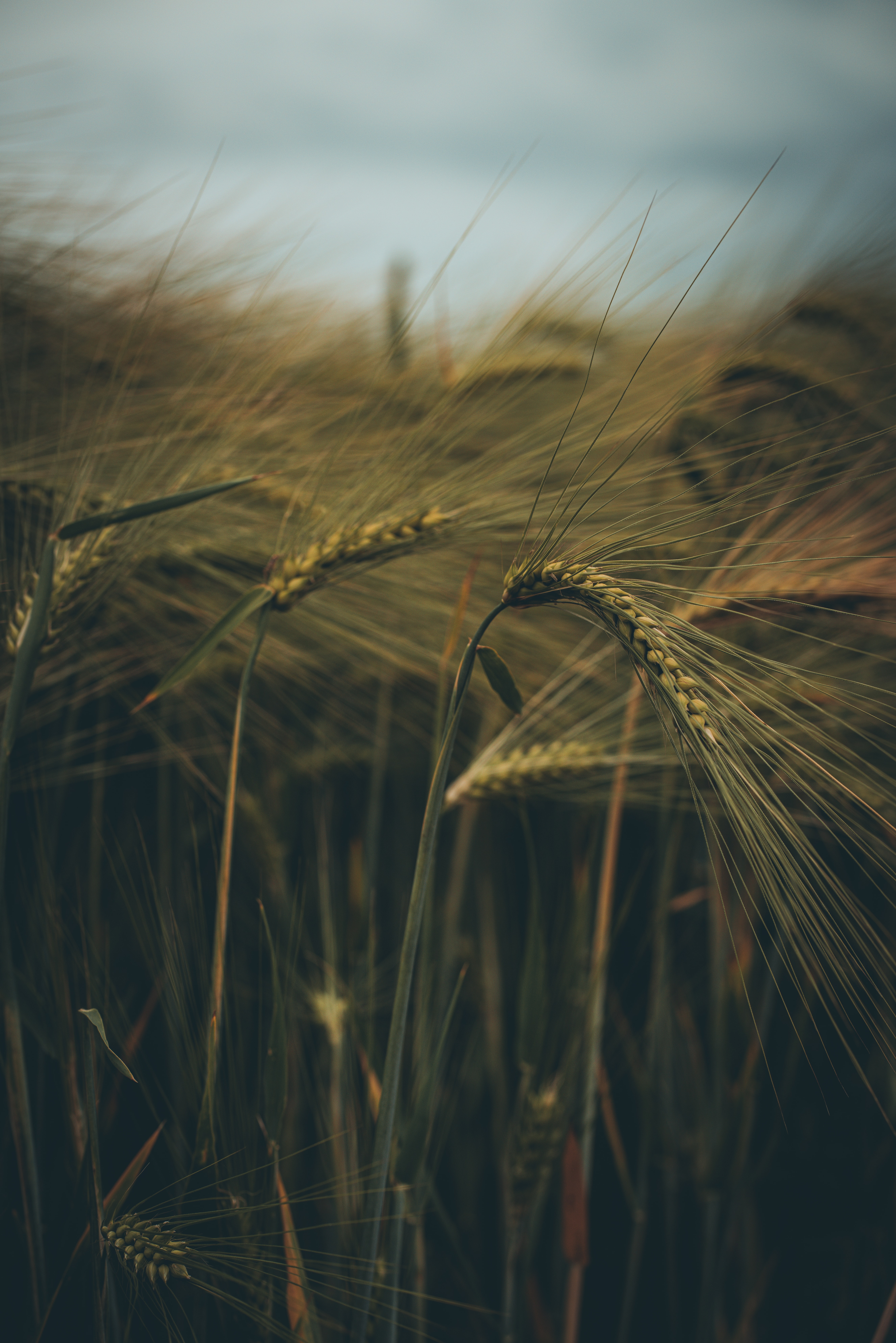 Download mobile wallpaper Grass, Field, Macro, Ear, Nature for free.