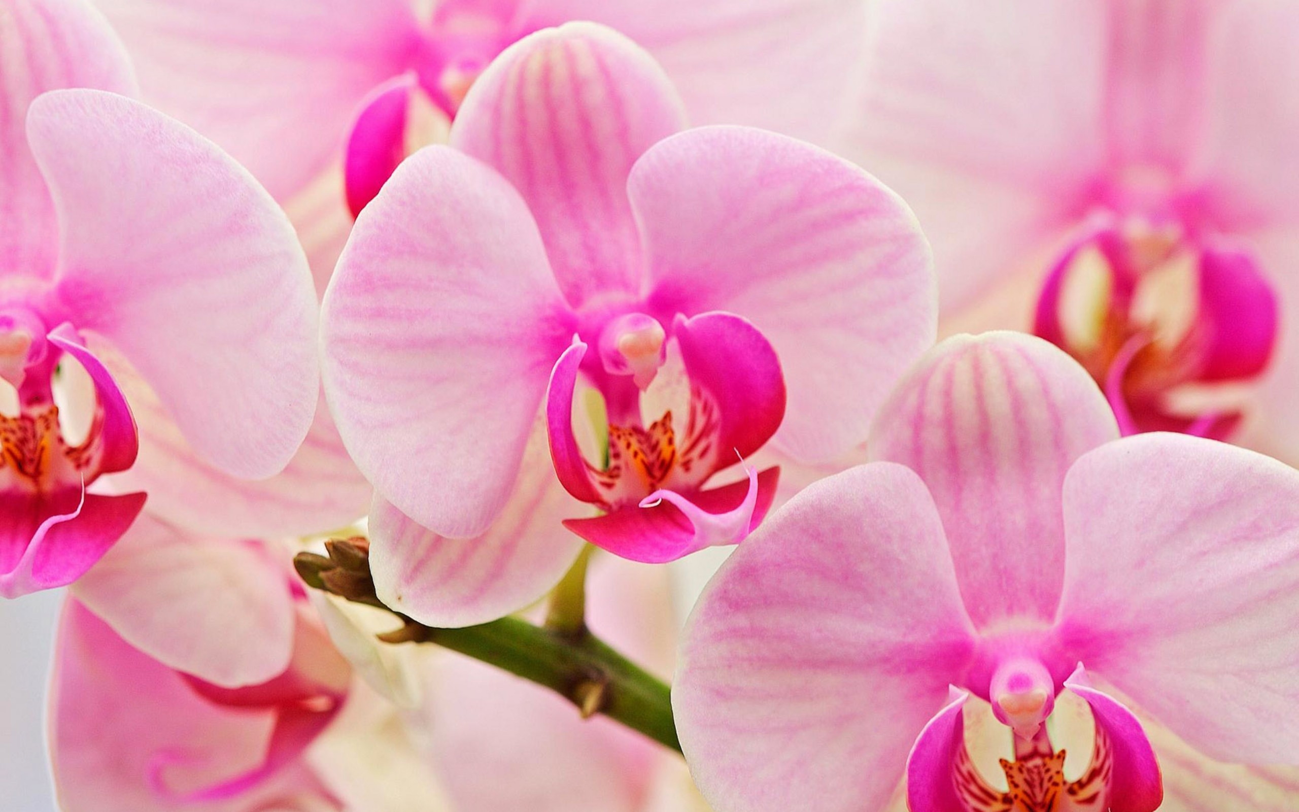 Descarga gratis la imagen Naturaleza, Flores, Flor, Flor Rosa, De Cerca, Orquídea, Tierra/naturaleza en el escritorio de tu PC