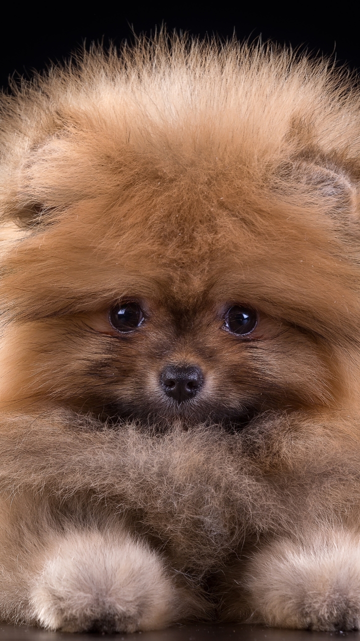 Download mobile wallpaper Dogs, Fluffy, Dog, Animal, Puppy, Spitz, Pomeranian for free.