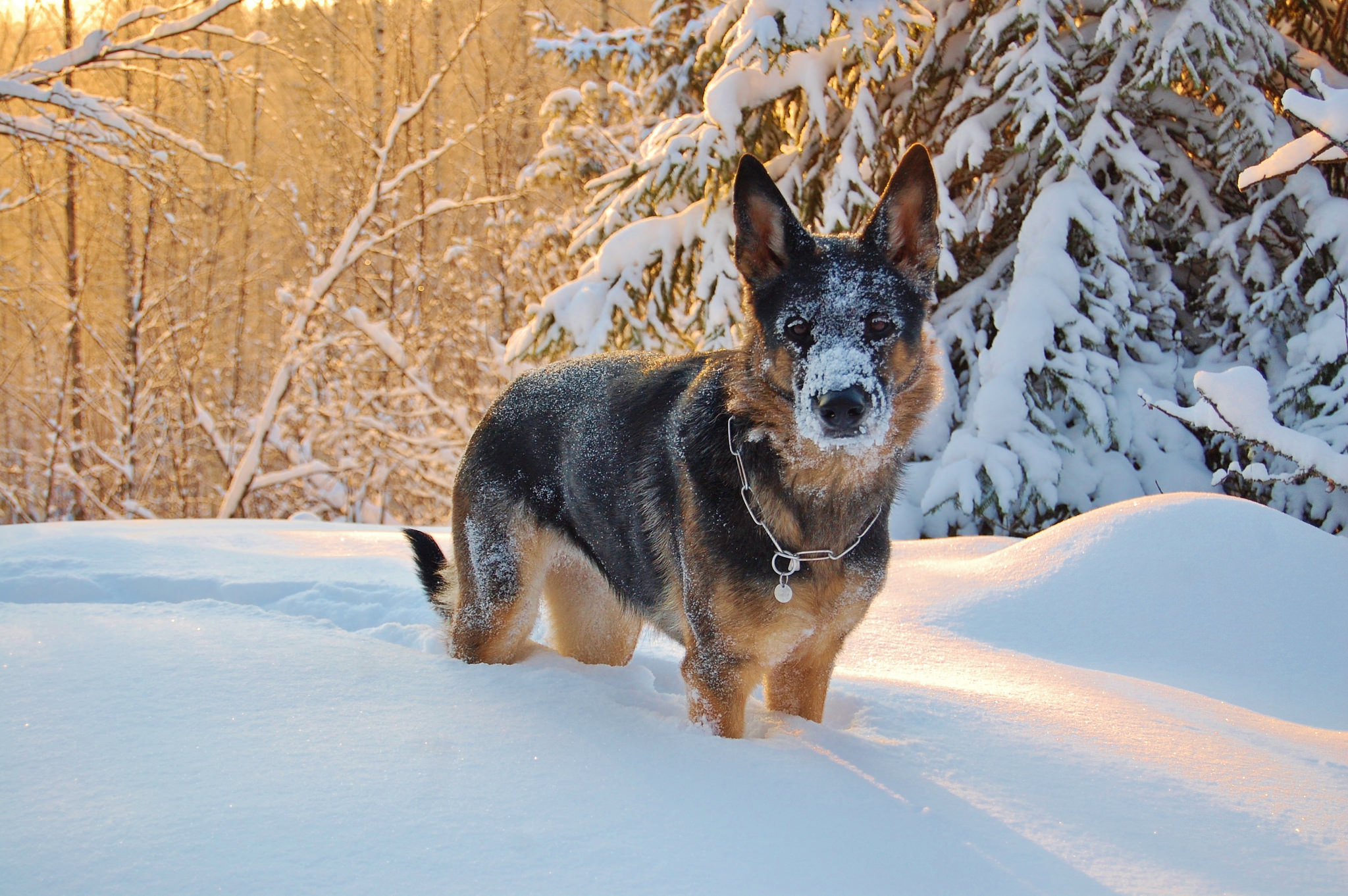 Download mobile wallpaper Winter, Dogs, Snow, Dog, Animal, Sunny, German Shepherd for free.