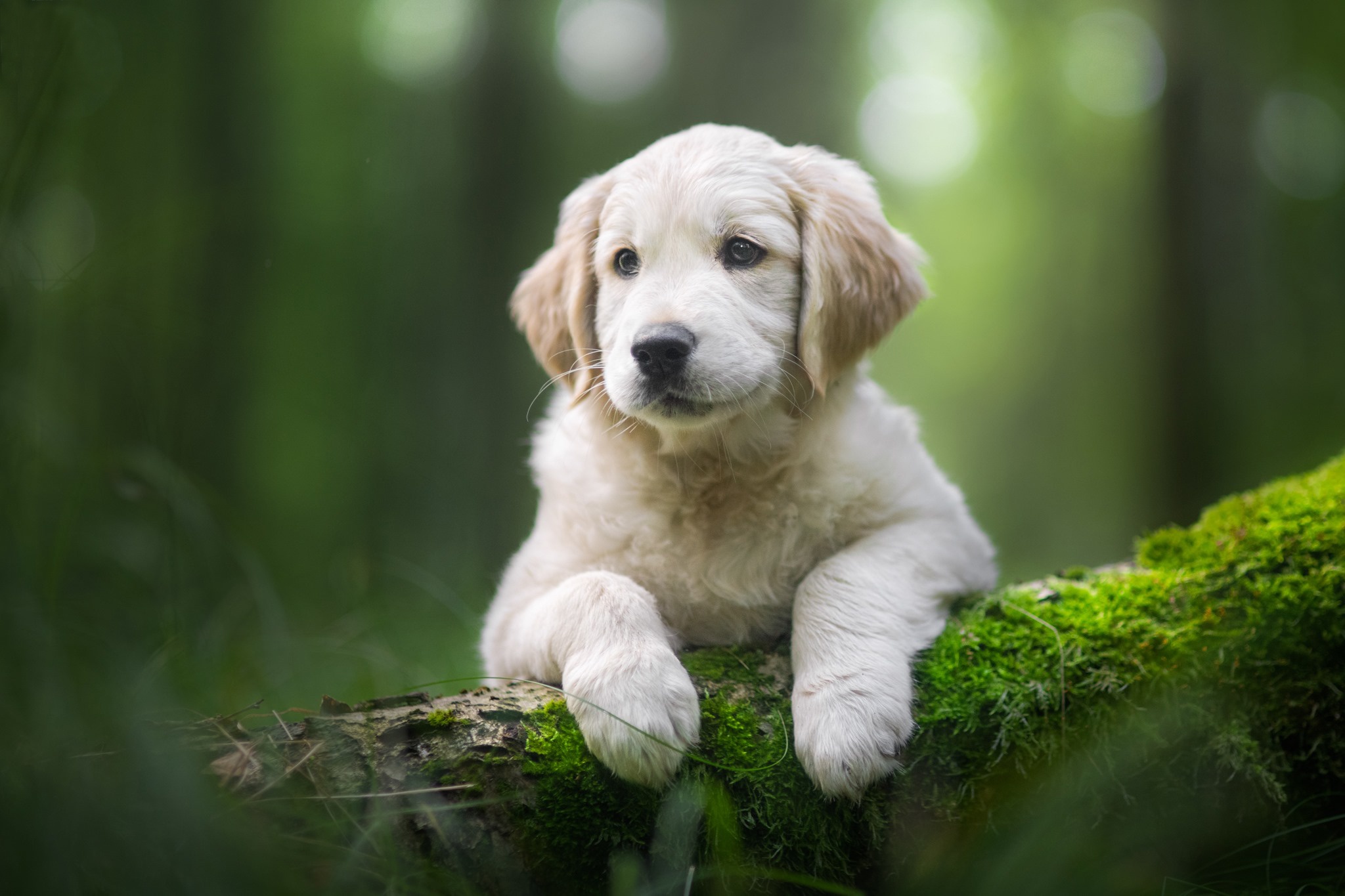 Free download wallpaper Dogs, Dog, Animal, Puppy, Golden Retriever, Baby Animal on your PC desktop