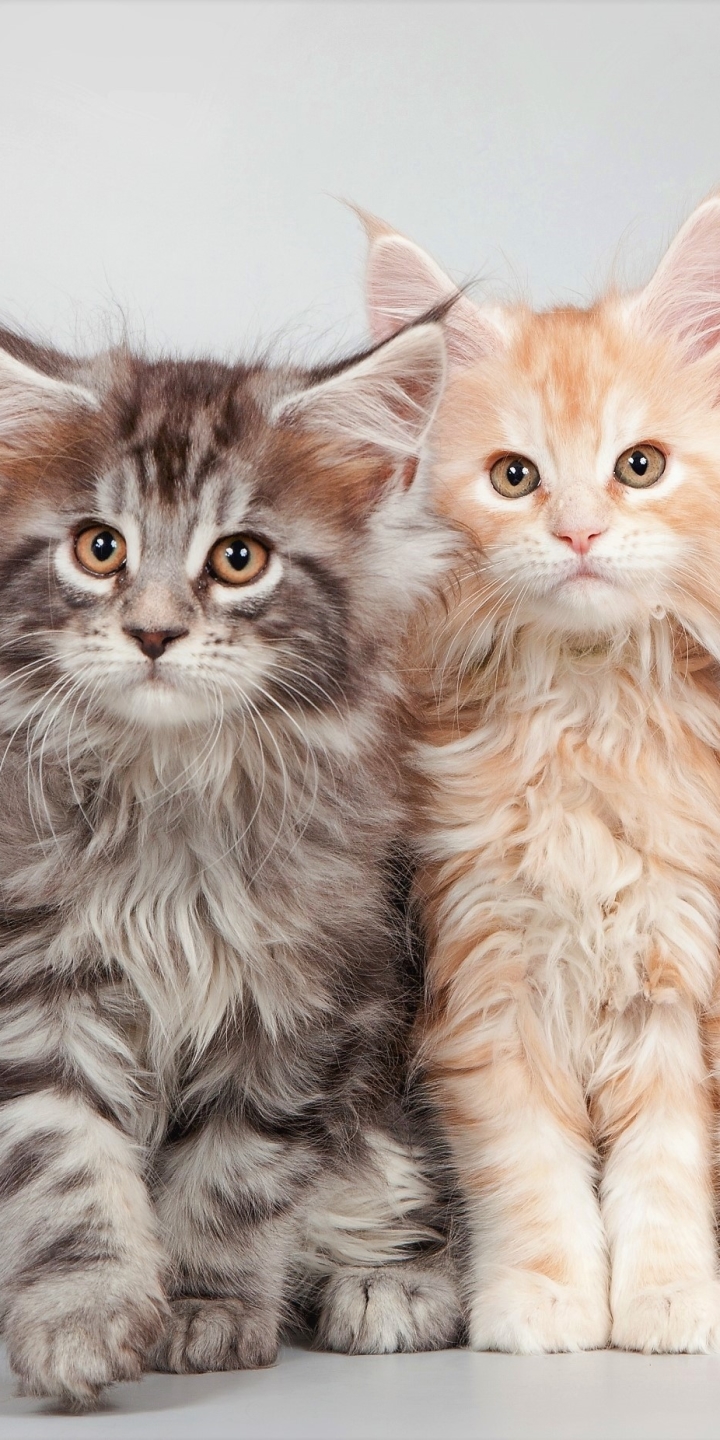 Download mobile wallpaper Cats, Cat, Kitten, Animal, Cute, Maine Coon, Baby Animal for free.