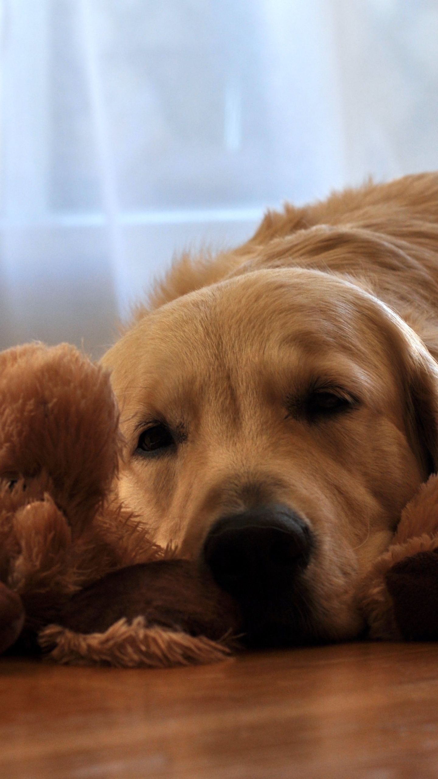 Free download wallpaper Dogs, Dog, Animal, Golden Retriever, Resting, Stuffed Animal on your PC desktop