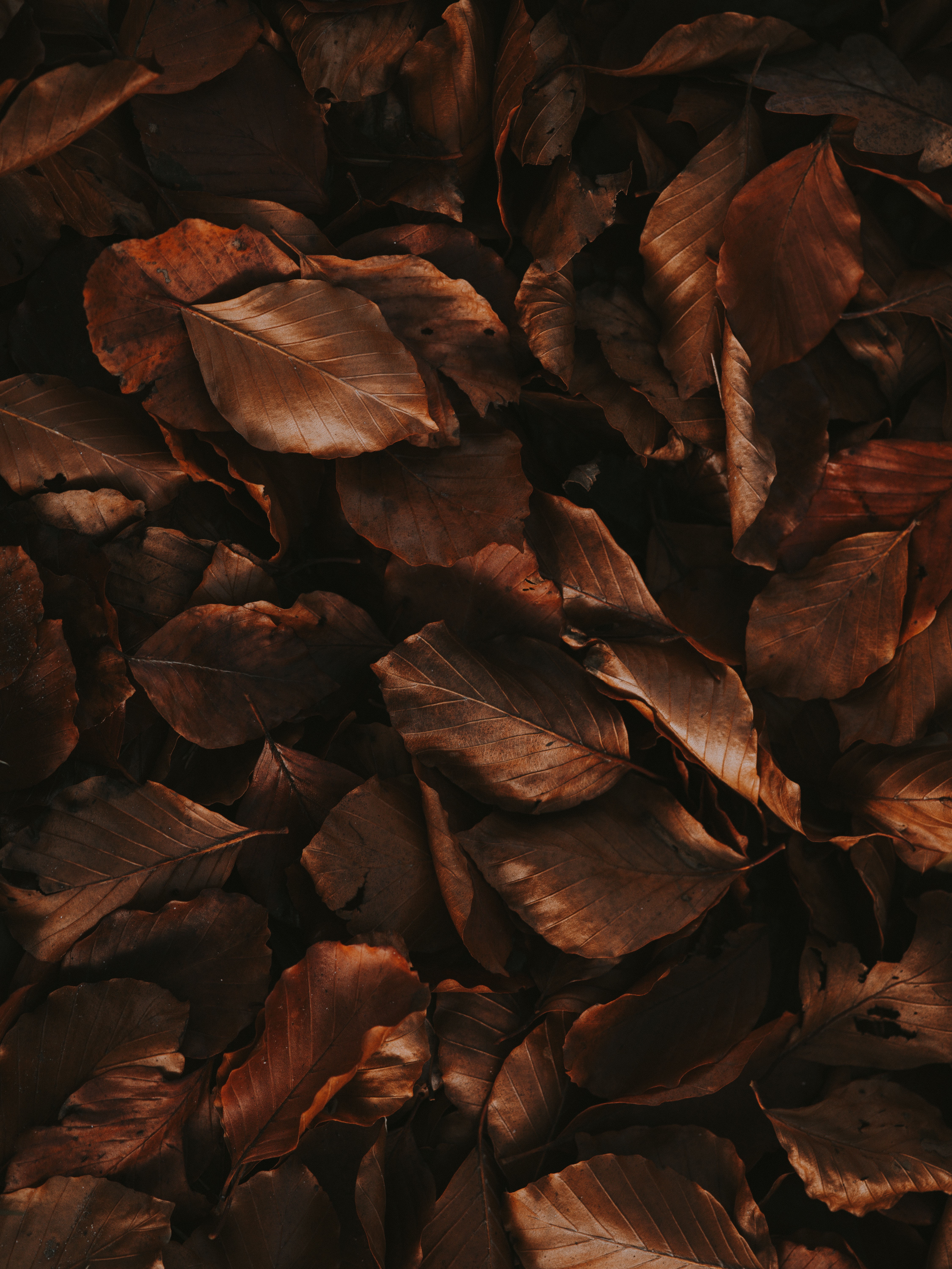 PCデスクトップに葉, 褐色, 木の葉, ドライ, 乾いた, 自然, 秋画像を無料でダウンロード