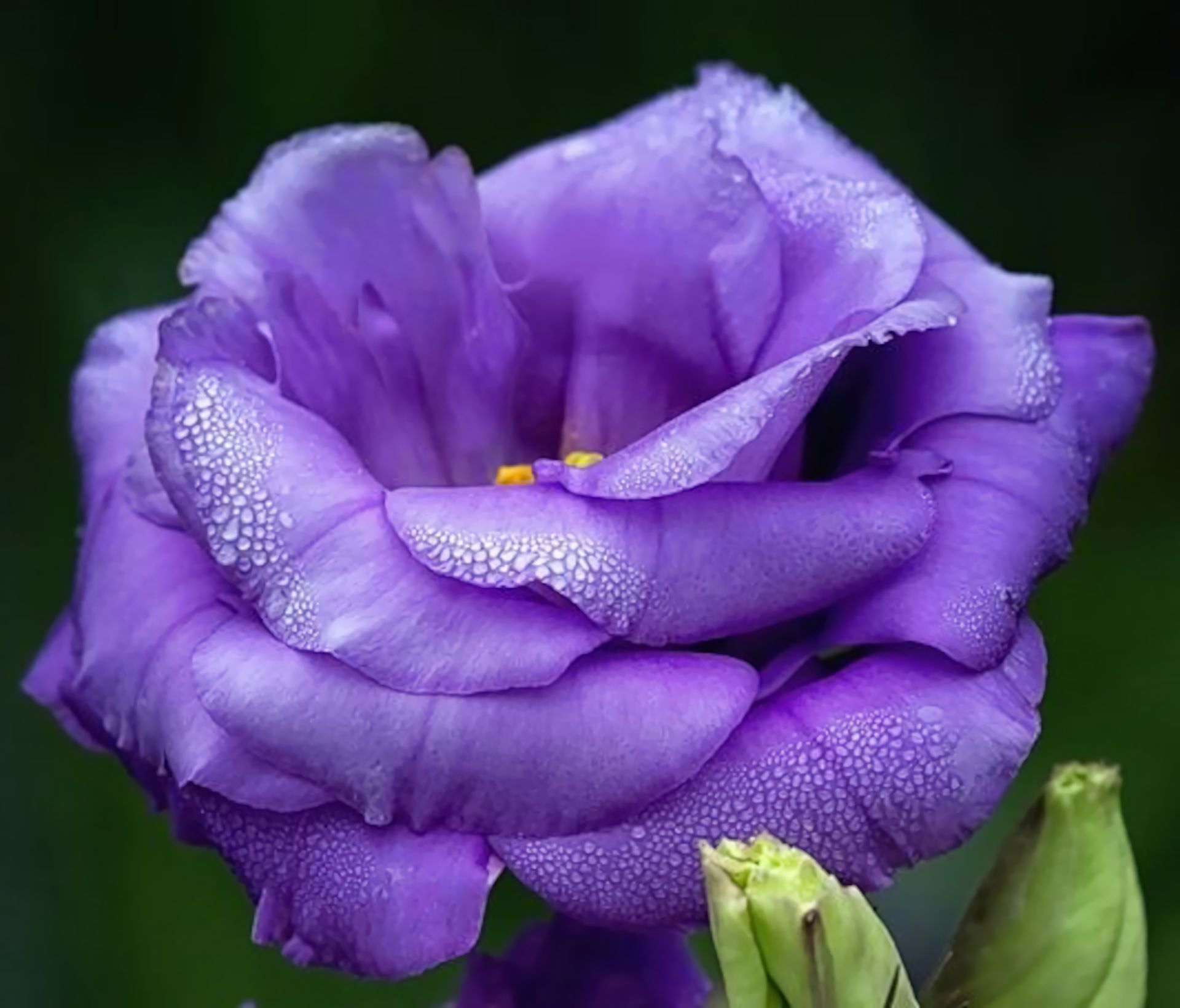 Download mobile wallpaper Flowers, Flower, Close Up, Earth, Purple Flower, Lisianthus for free.