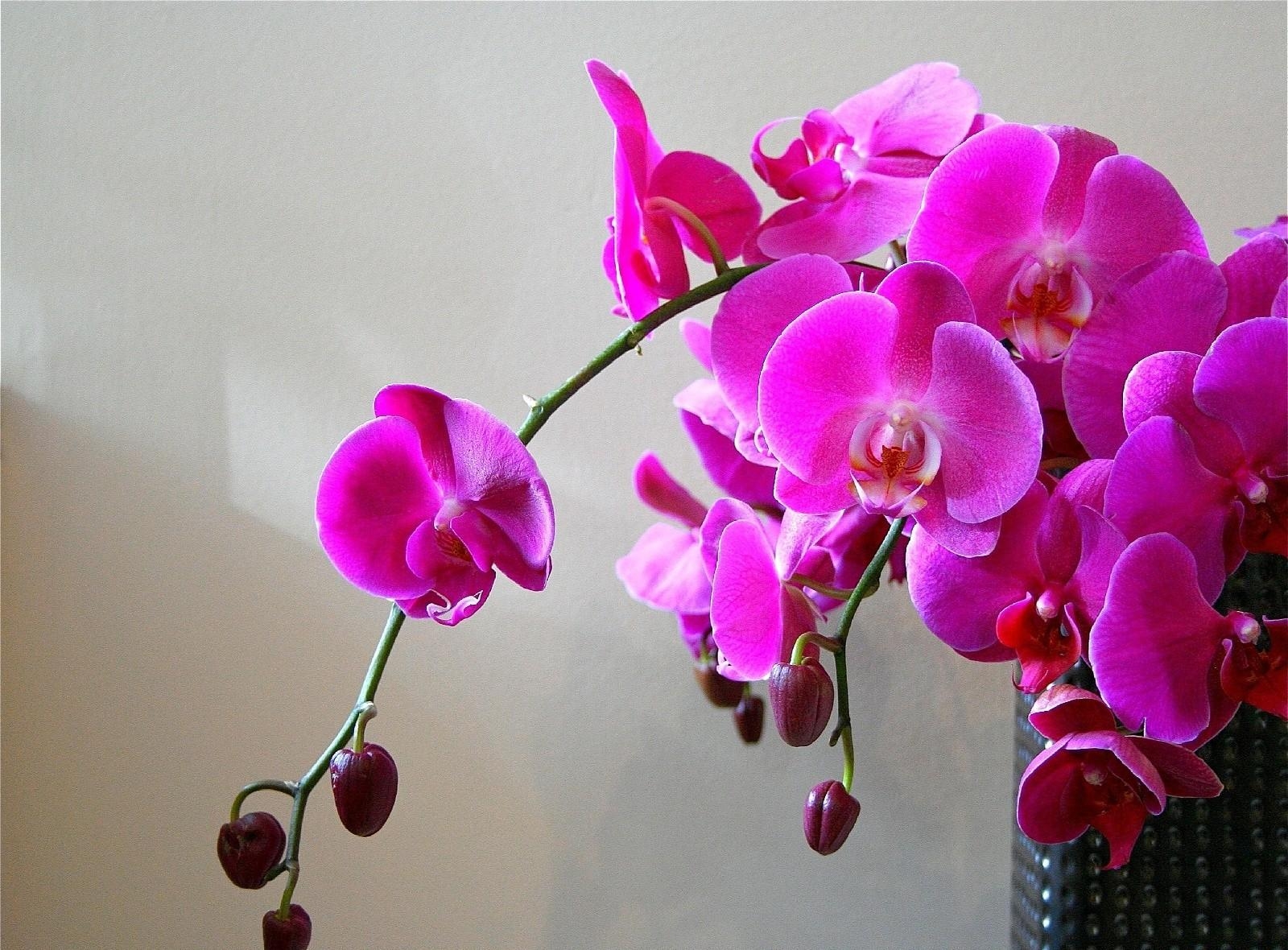 154581 завантажити картинку орхідеї, ваза, яскравий, квіти, гілка, яскраві - шпалери і заставки безкоштовно