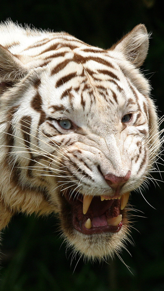 Handy-Wallpaper Tiere, Katzen, Weißer Tiger kostenlos herunterladen.