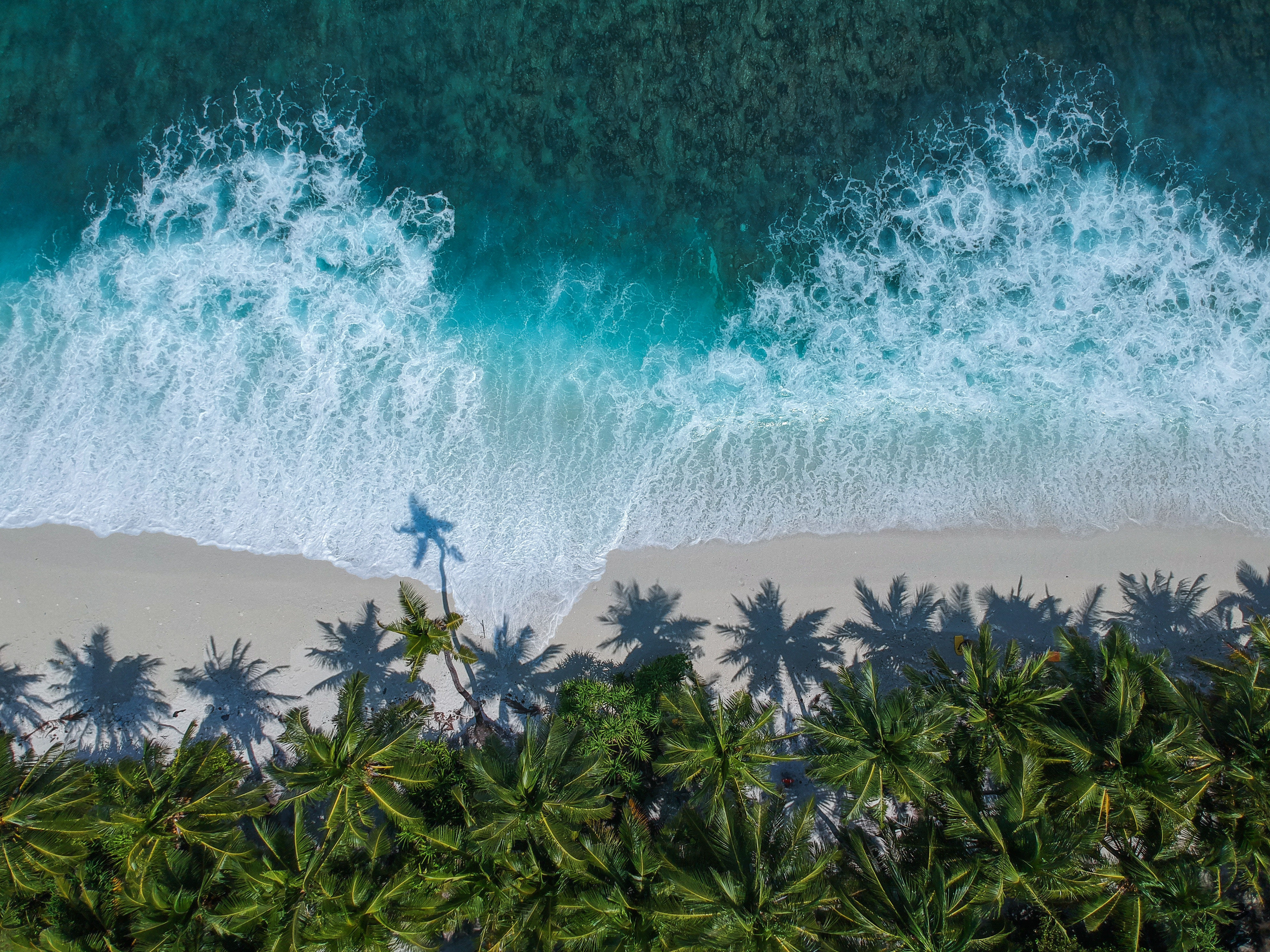 view from above, nature, palms, ocean, foam, surf, wave