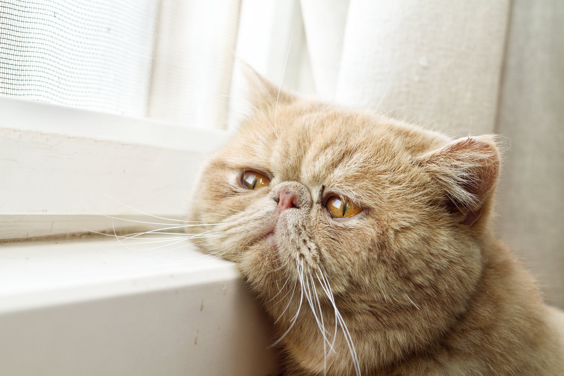 Baixe gratuitamente a imagem Animais, Gatos, Gato na área de trabalho do seu PC