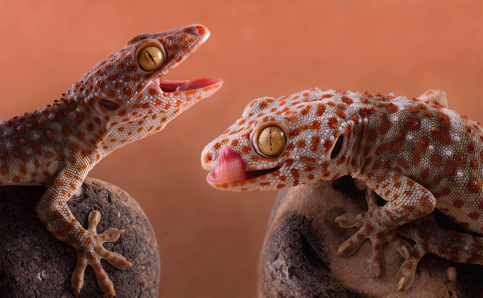 Die besten Tokay Gecko-Hintergründe für den Telefonbildschirm