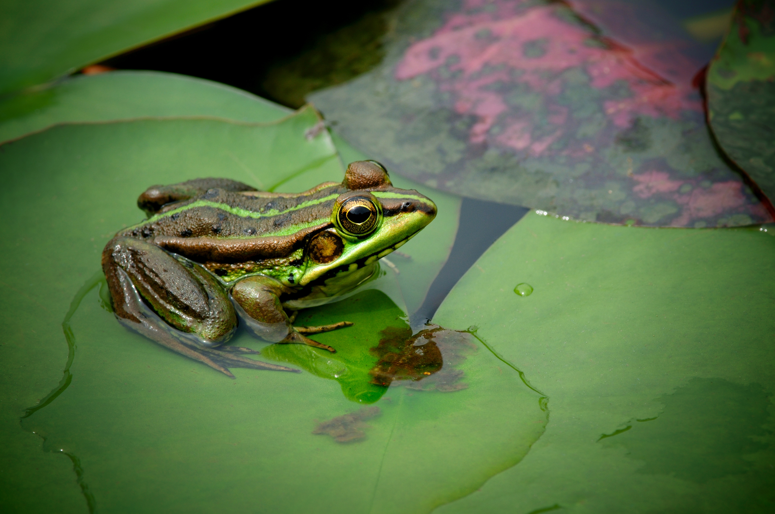 Download mobile wallpaper Frogs, Animal, Frog for free.