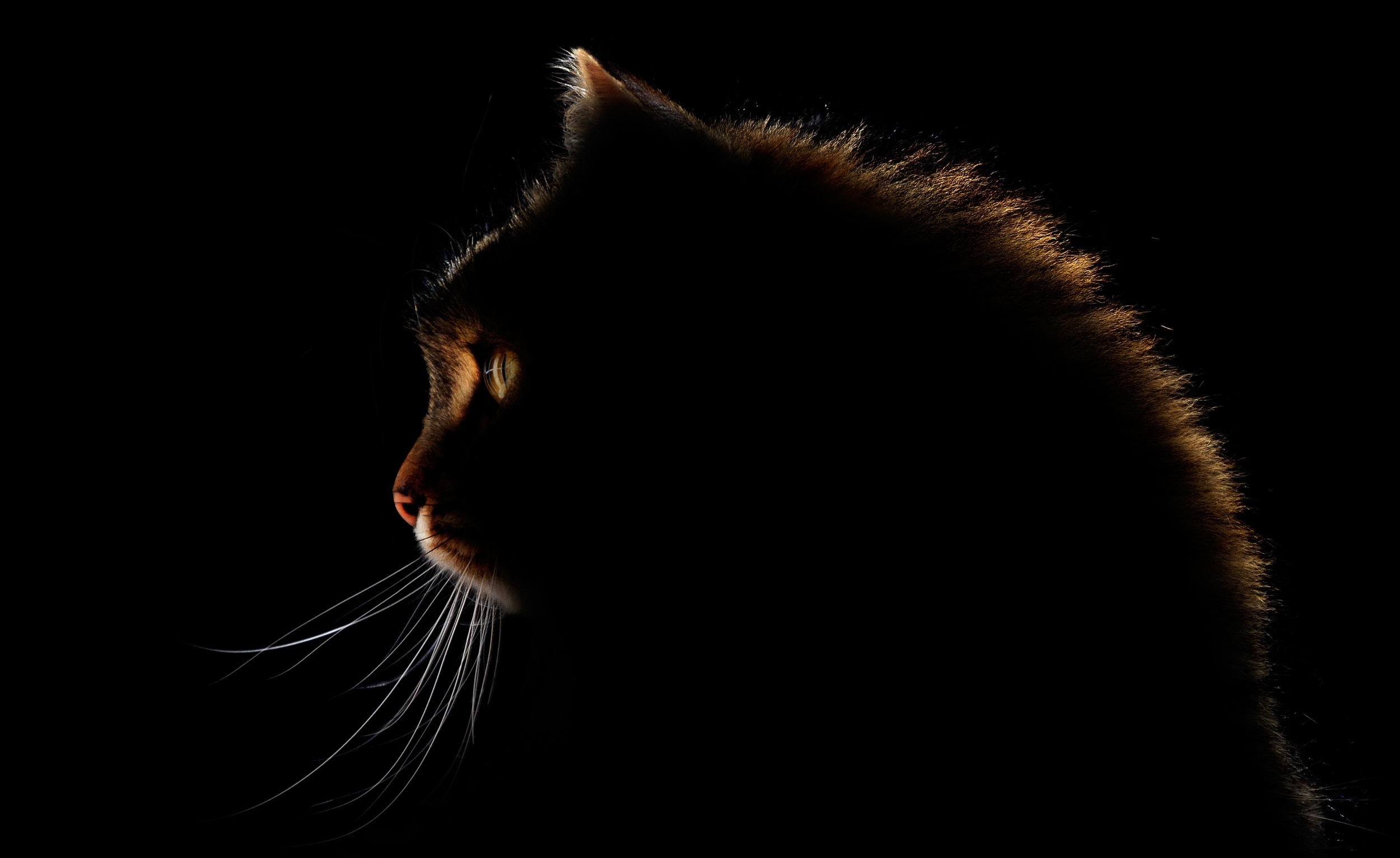 Download mobile wallpaper Cats, Cat, Animal, Profile for free.