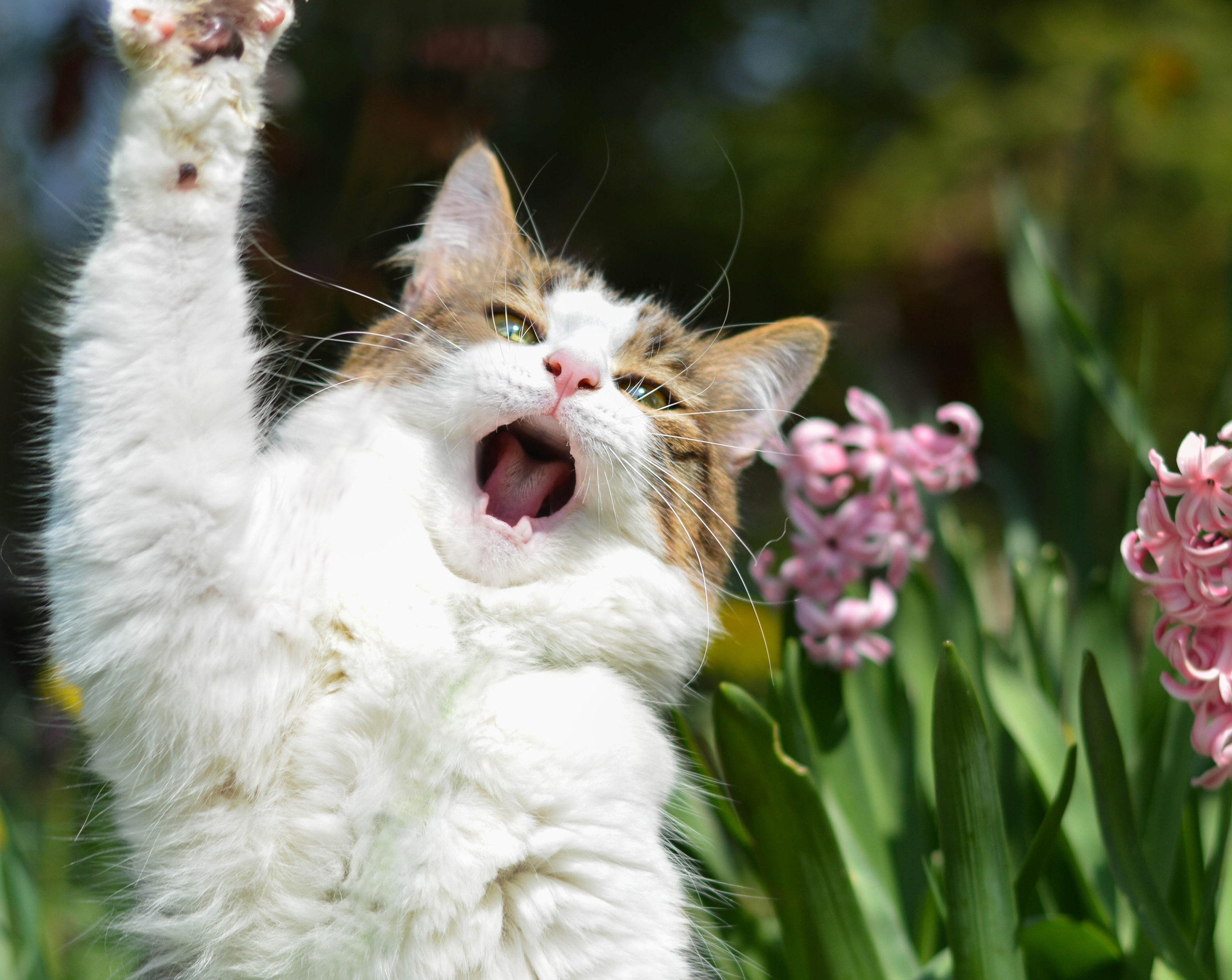 Handy-Wallpaper Tiere, Katzen, Katze kostenlos herunterladen.