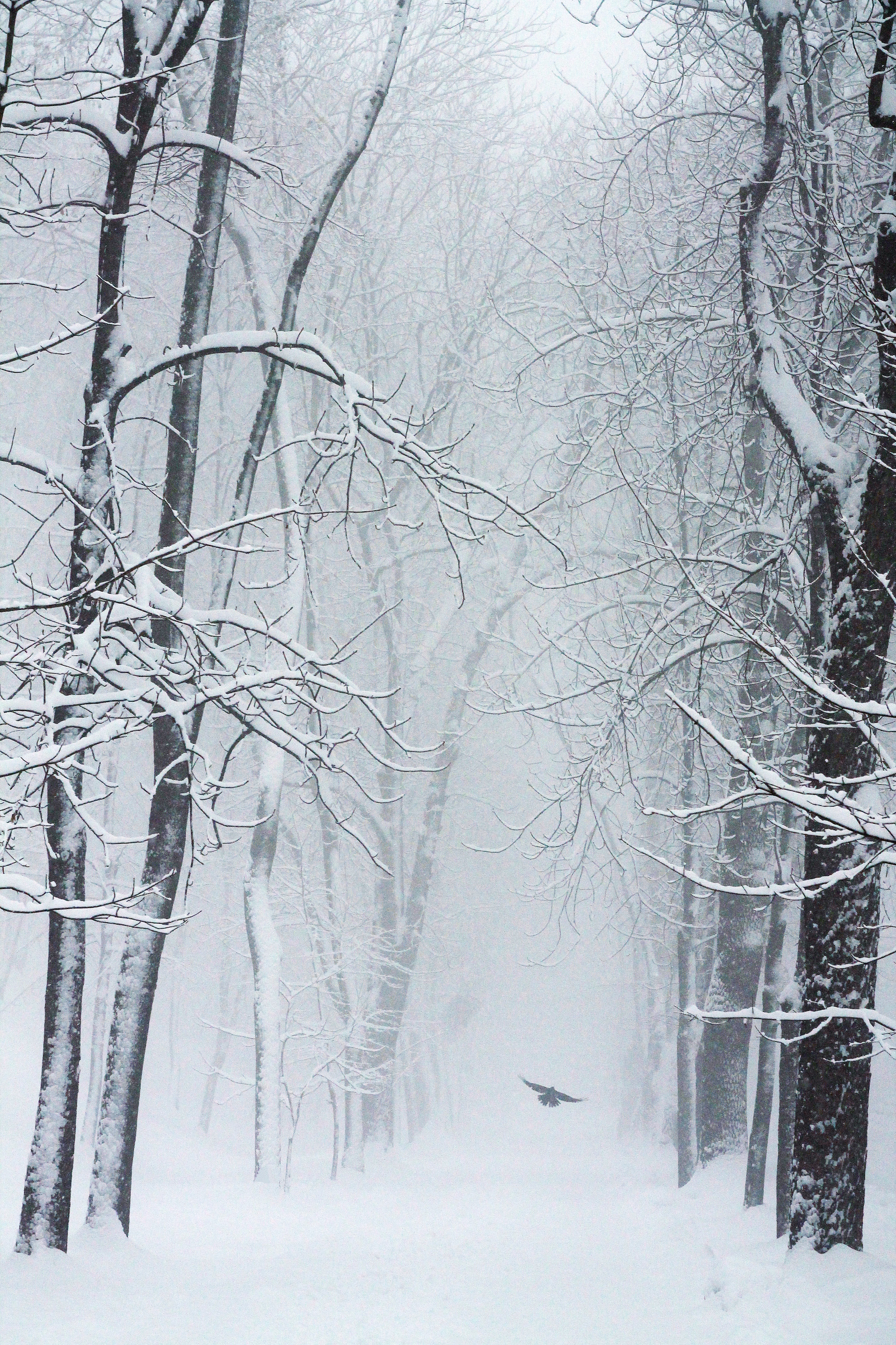 Скачать картинку Метель, Снег, Деревья, Природа, Зима, Птица в телефон бесплатно.