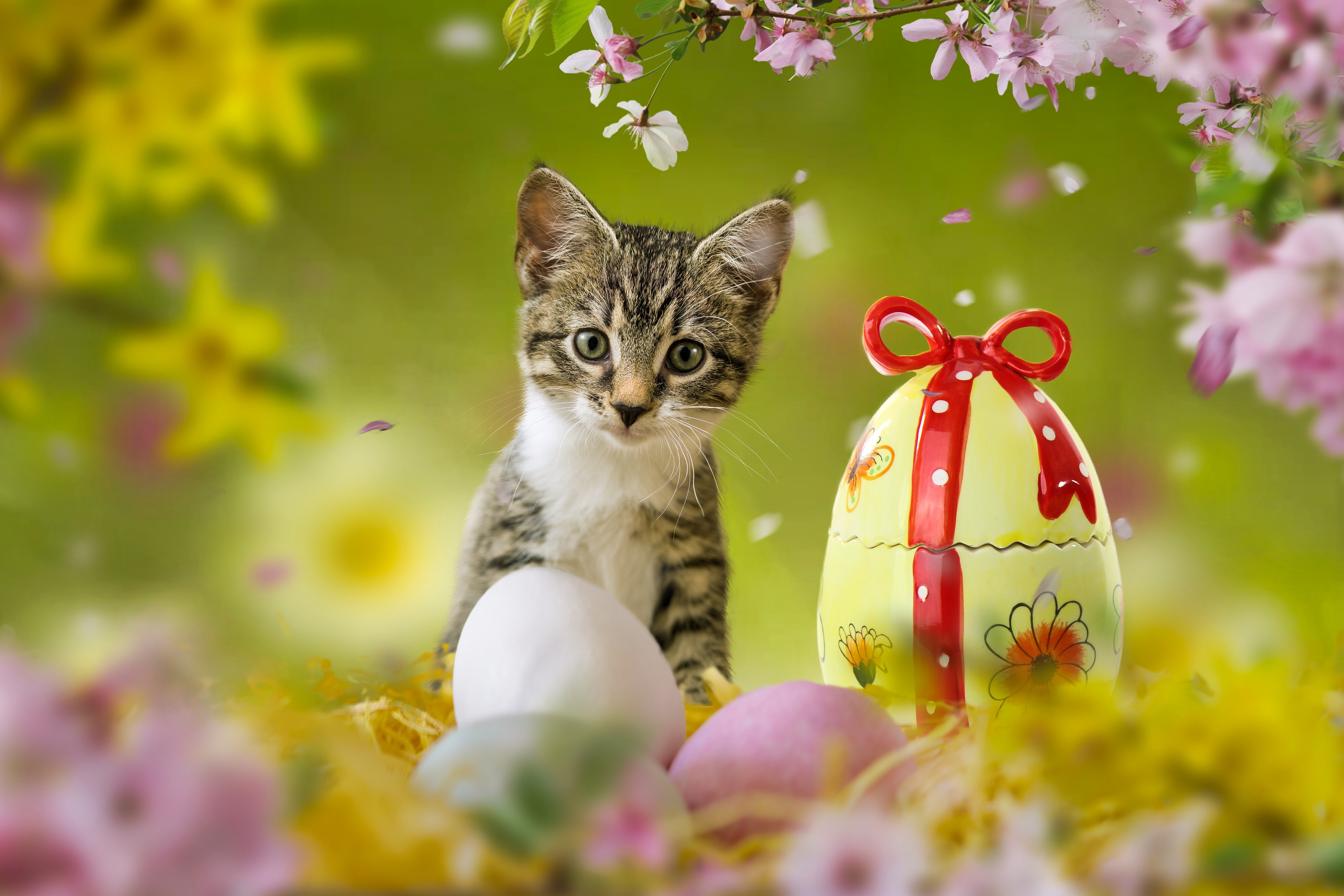 Laden Sie das Tiere, Katzen, Katze, Kätzchen, Tierbaby, Osterei-Bild kostenlos auf Ihren PC-Desktop herunter