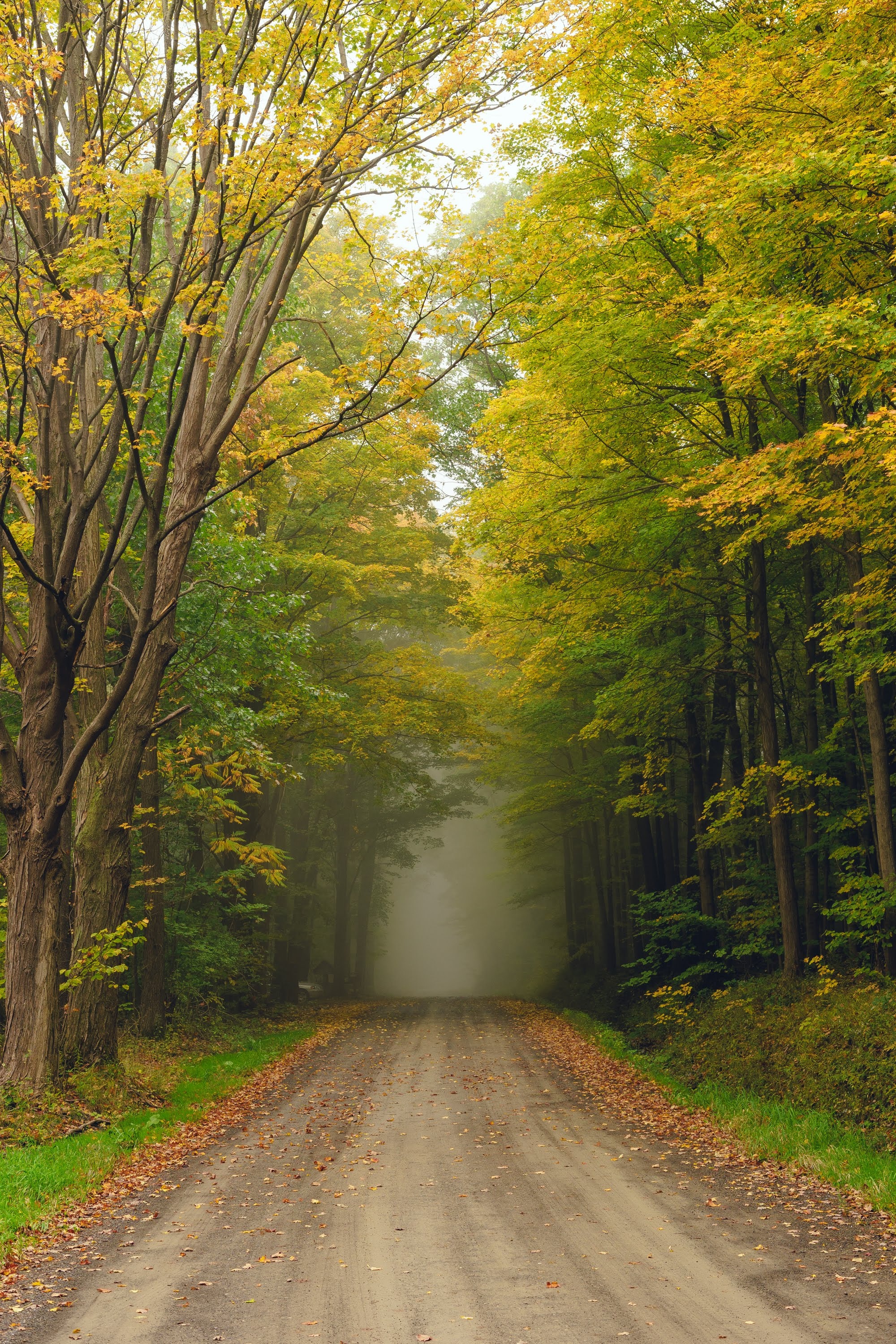 Free download wallpaper Trees, Road, Fog, Nature, Forest on your PC desktop