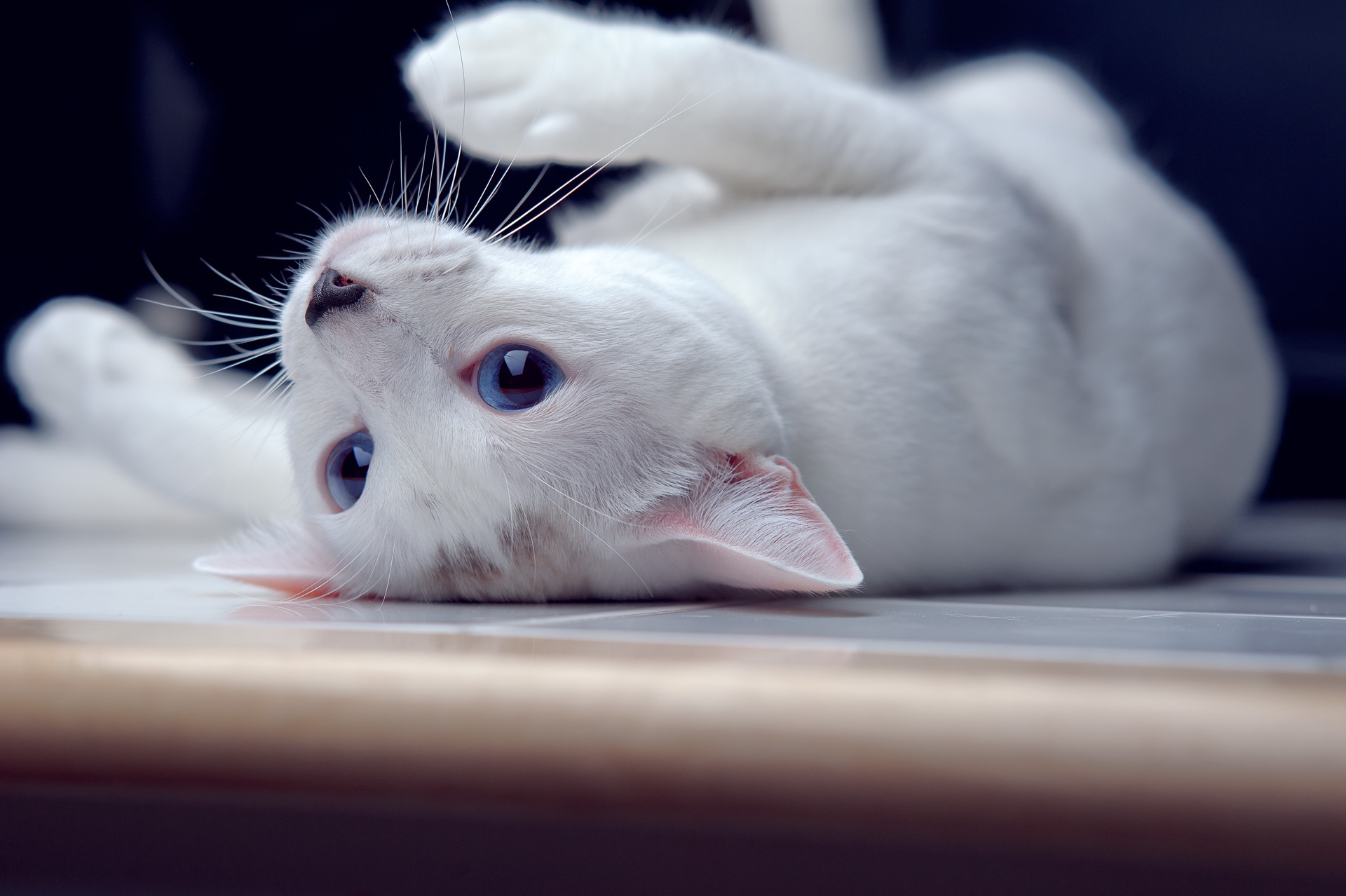 Download mobile wallpaper Cats, Cat, Animal, Blue Eyes for free.