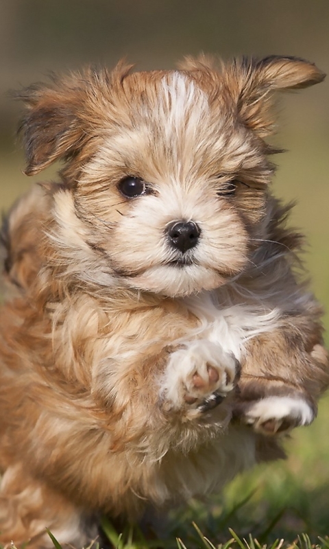 Download mobile wallpaper Dogs, Animal, Puppy for free.