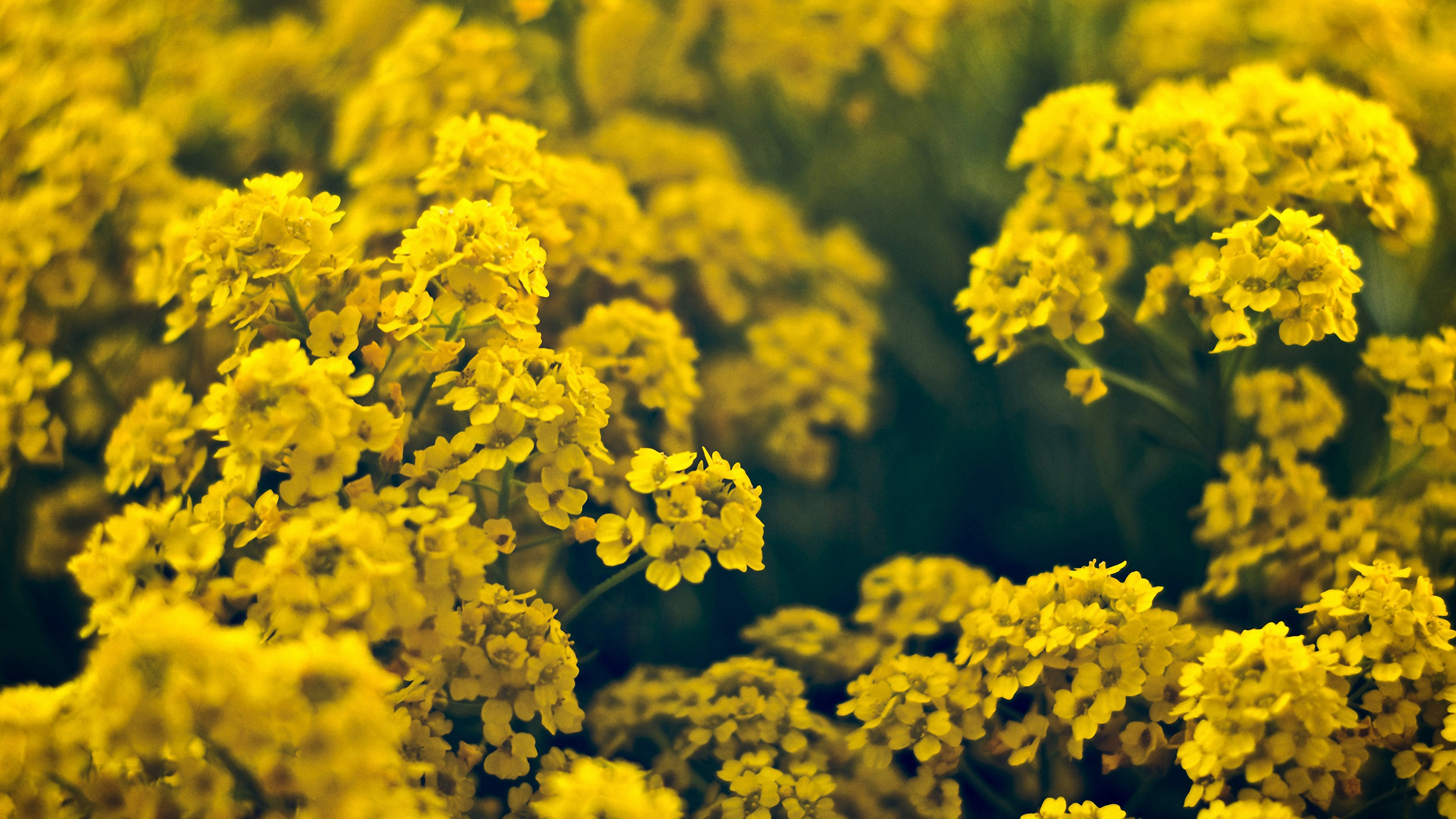Free download wallpaper Flowers, Flower, Earth, Garden, Yellow Flower on your PC desktop