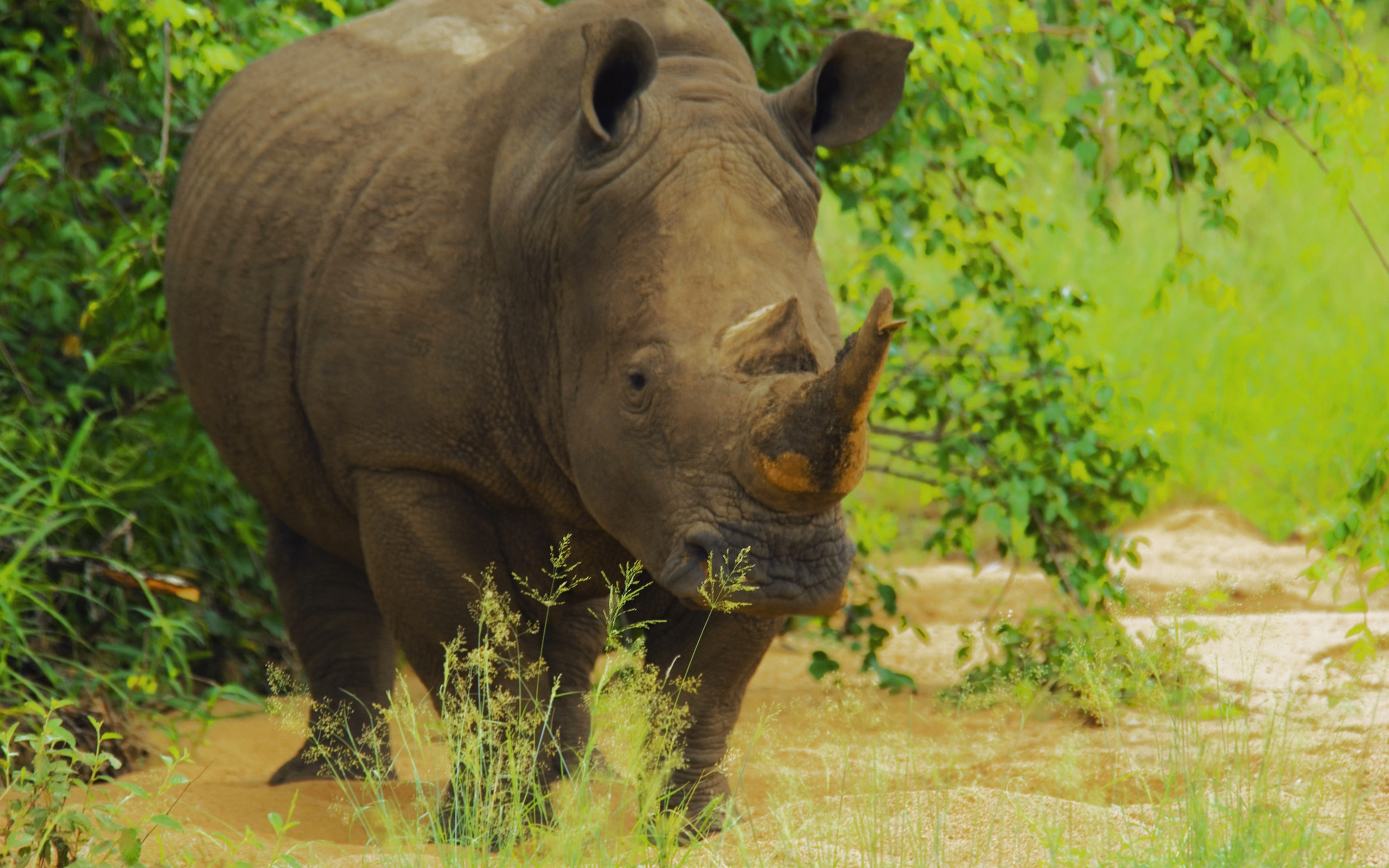 Free download wallpaper Rhinoceros, Rhino, Animal on your PC desktop