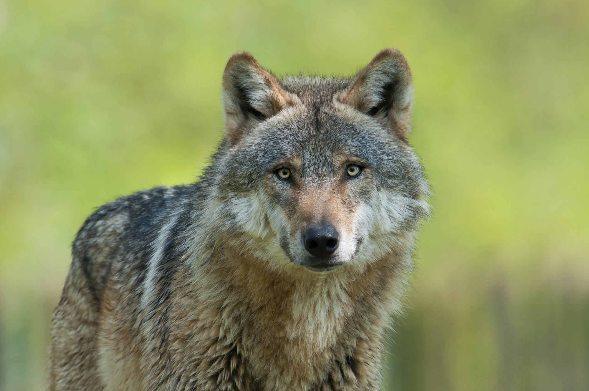 Baixar papel de parede para celular de Animais, Lobos, Lobo gratuito.