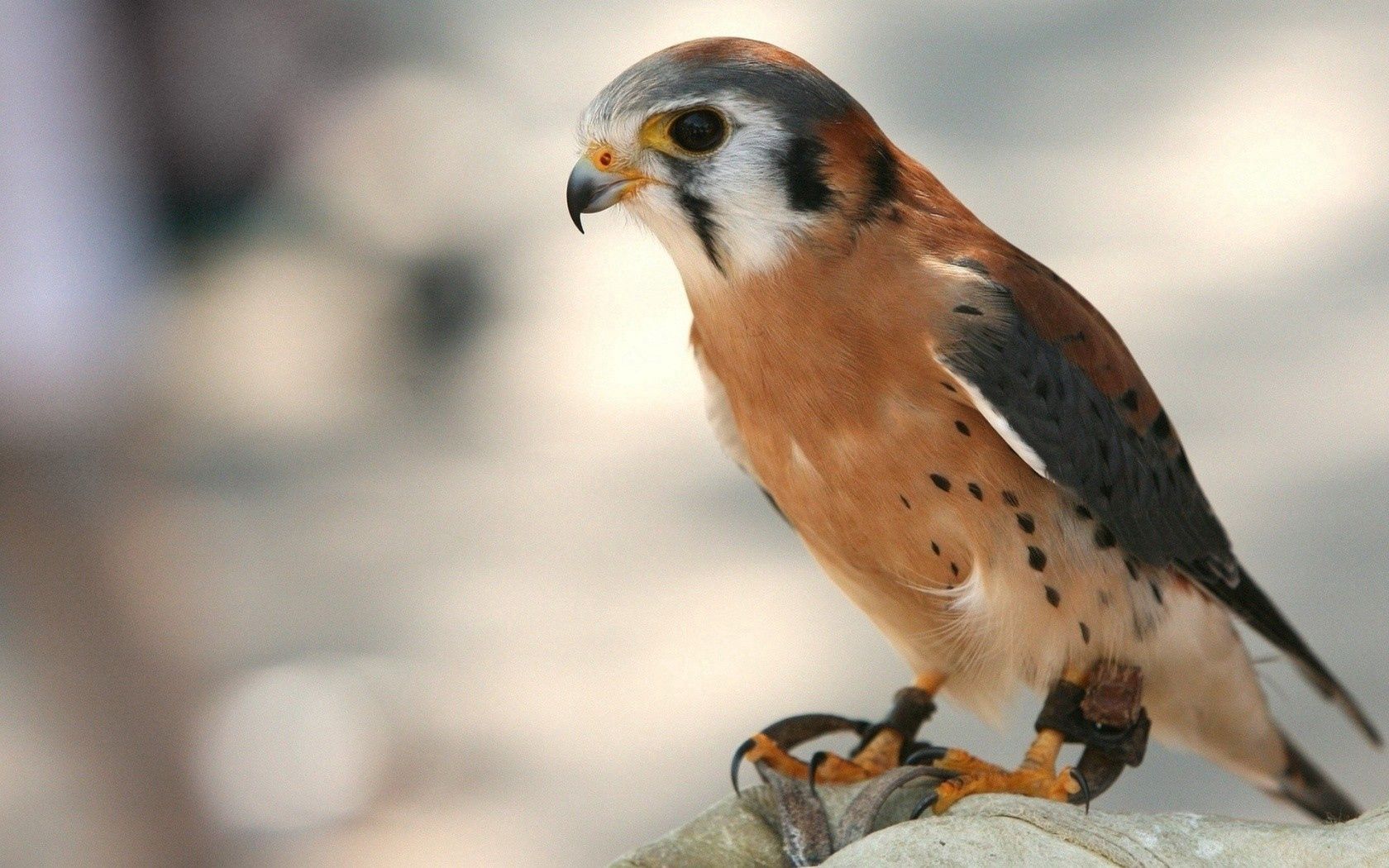 falcon, animals, background, bird 5K