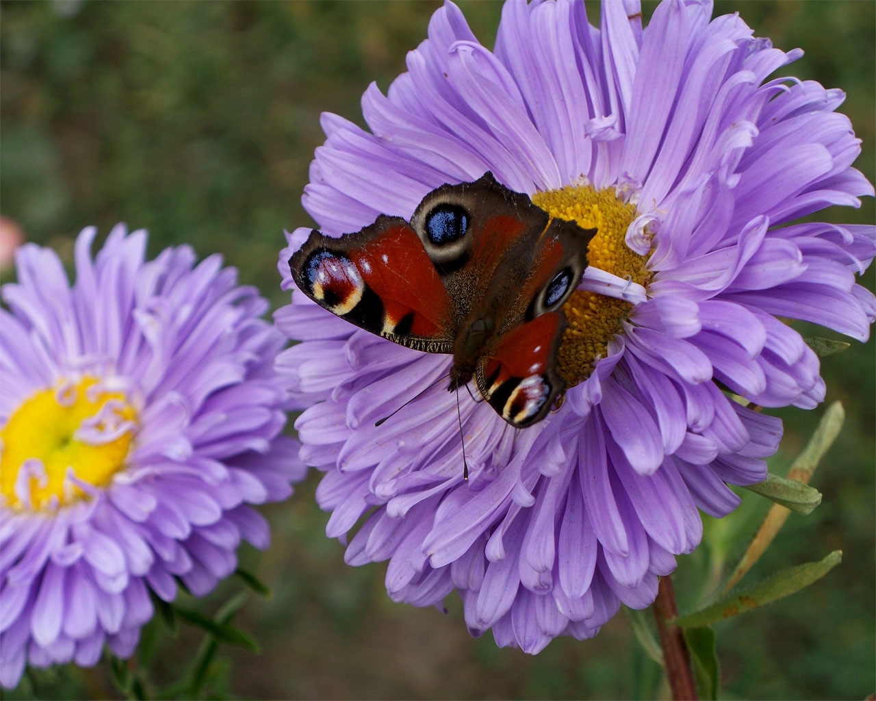 Скачати мобільні шпалери Рослини, Квіти, Комахи, Метелики безкоштовно.