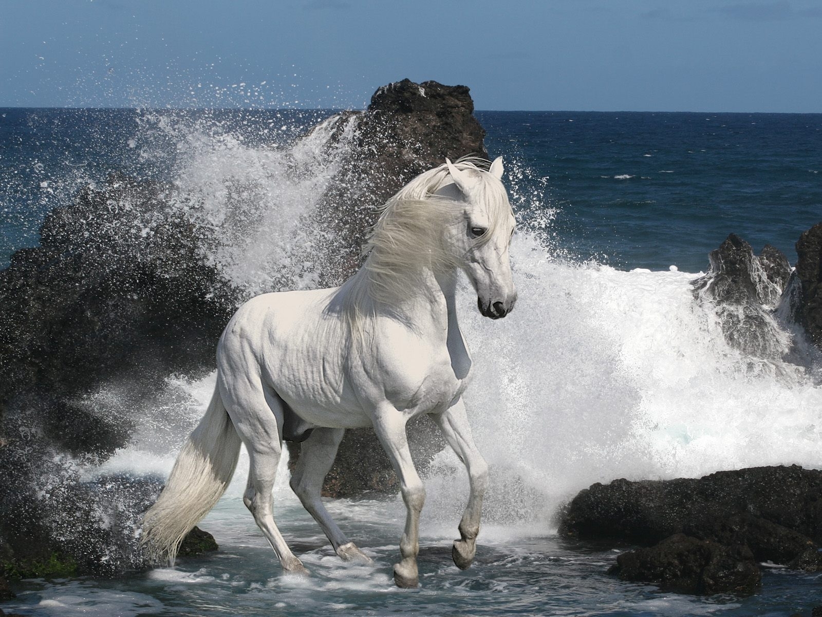 horses, animals, sea, gray
