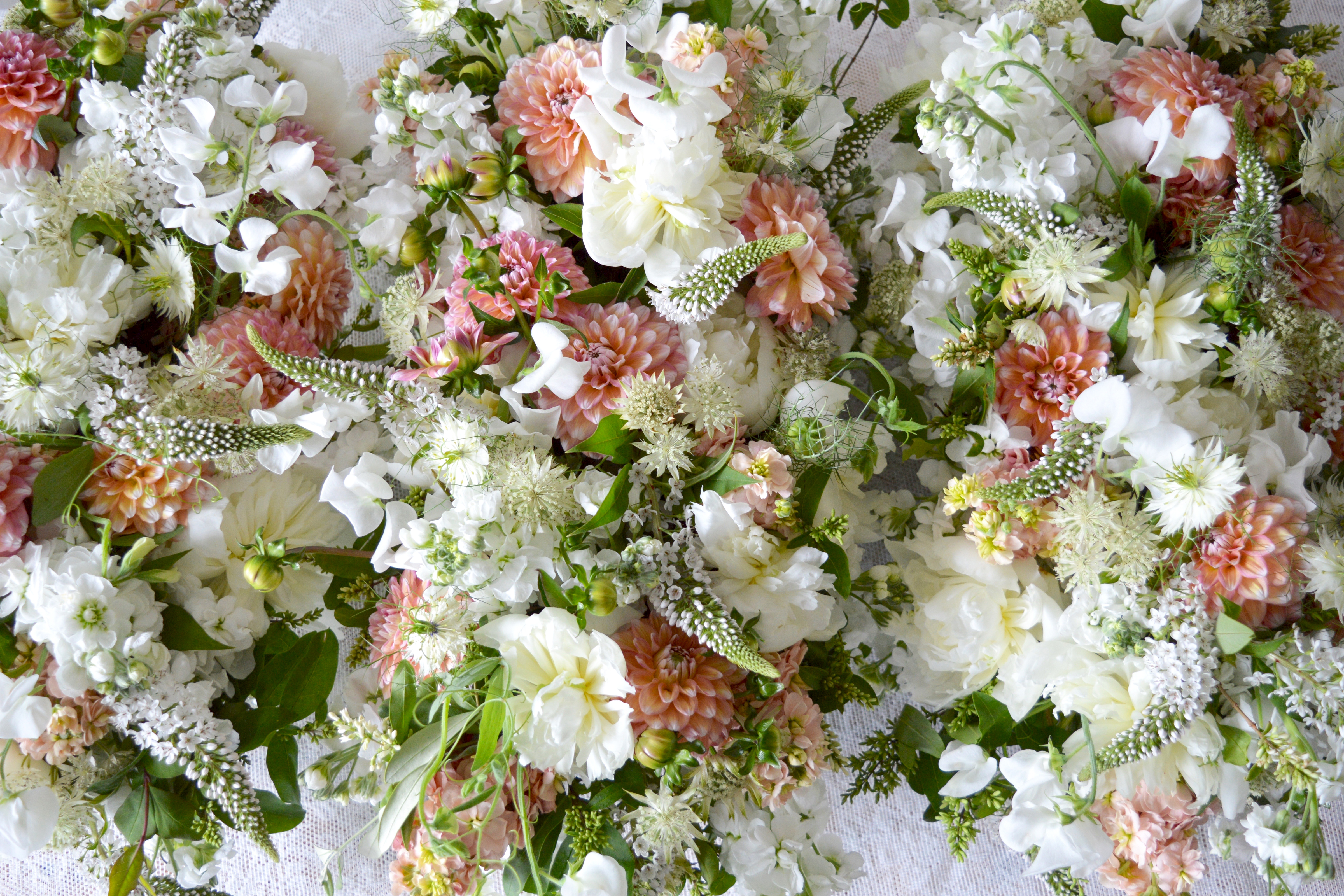 Laden Sie das Blumen, Blume, Dahlien, Weiße Blume, Erde/natur, Pinke Blume-Bild kostenlos auf Ihren PC-Desktop herunter