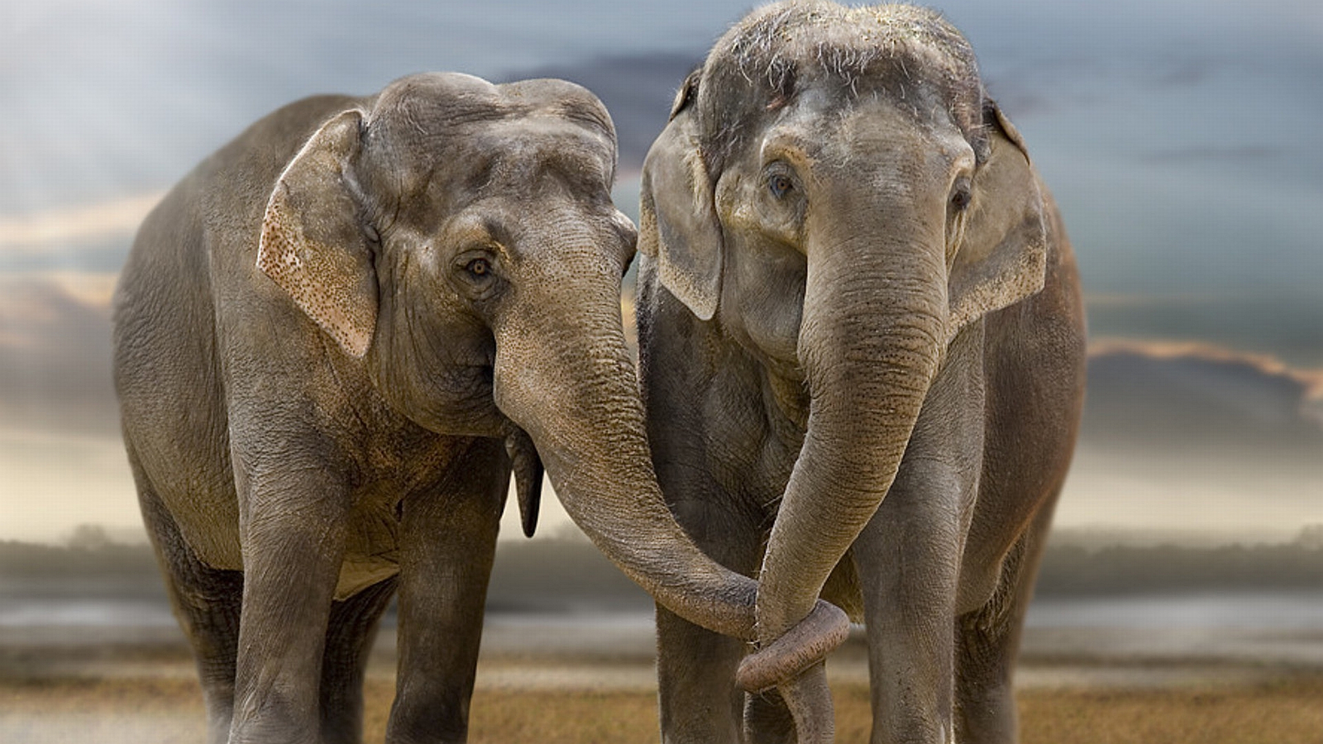199656 Hintergrundbild herunterladen tiere, asiatischer elefant, elefanten - Bildschirmschoner und Bilder kostenlos