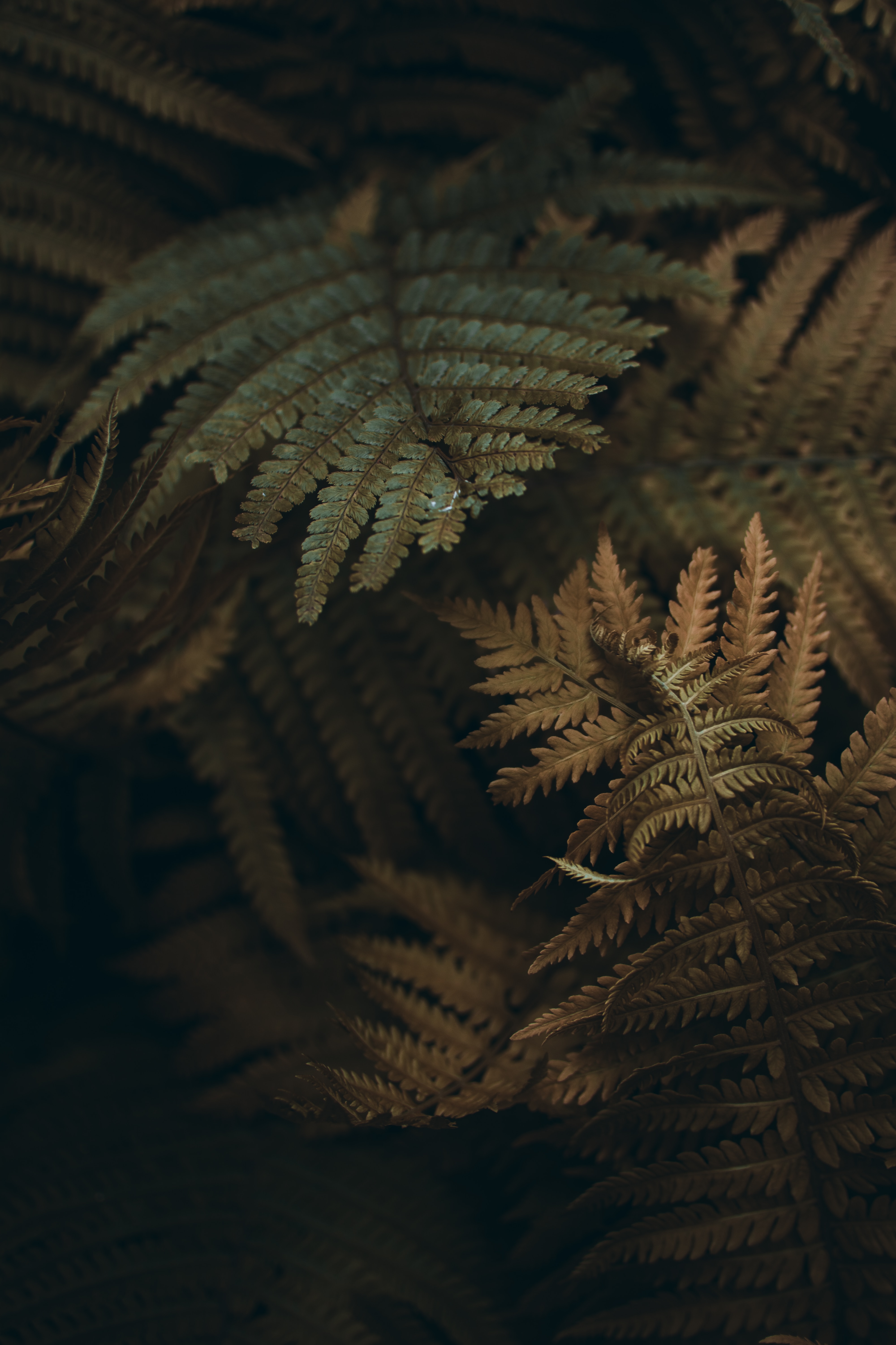 Free download wallpaper Macro, Branches, Leaves, Plant, Fern on your PC desktop