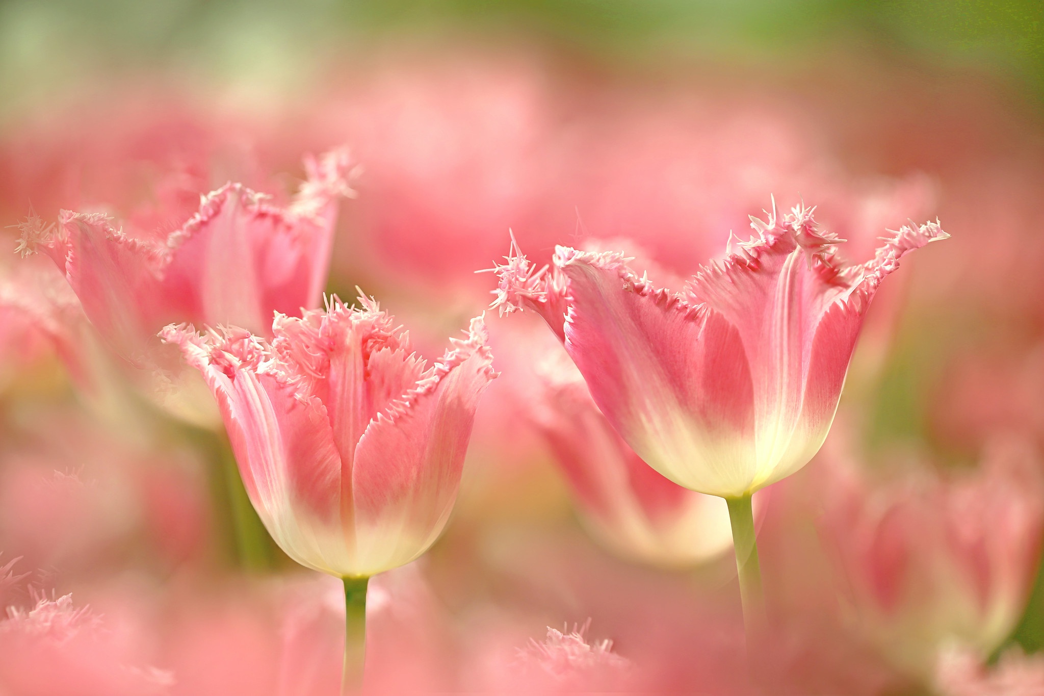 Descarga gratuita de fondo de pantalla para móvil de Naturaleza, Flores, Flor, Tulipán, Tierra/naturaleza, Macrofotografía.