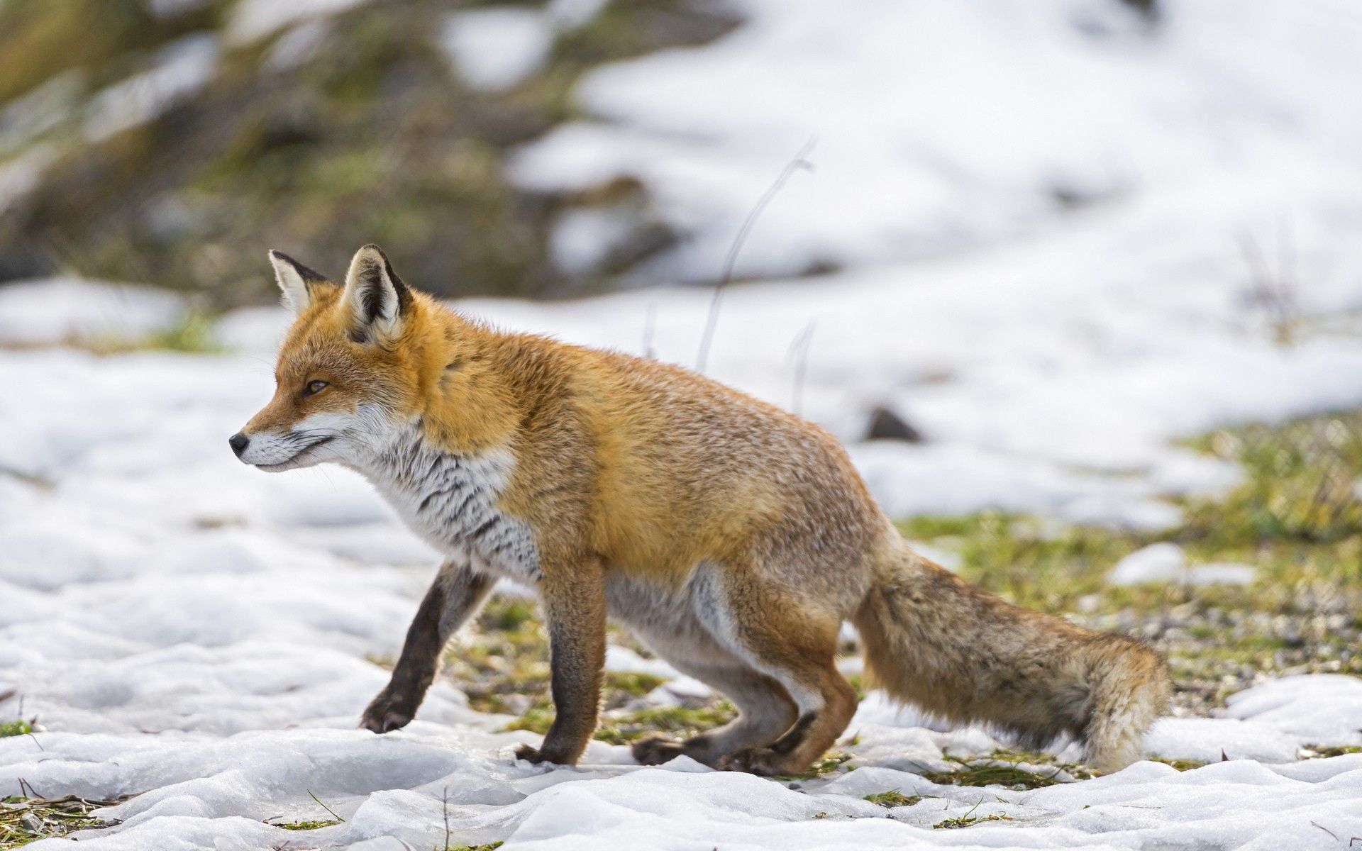 Free download wallpaper Snow, Stroll, Hunting, Hunt, Animals, Fox on your PC desktop