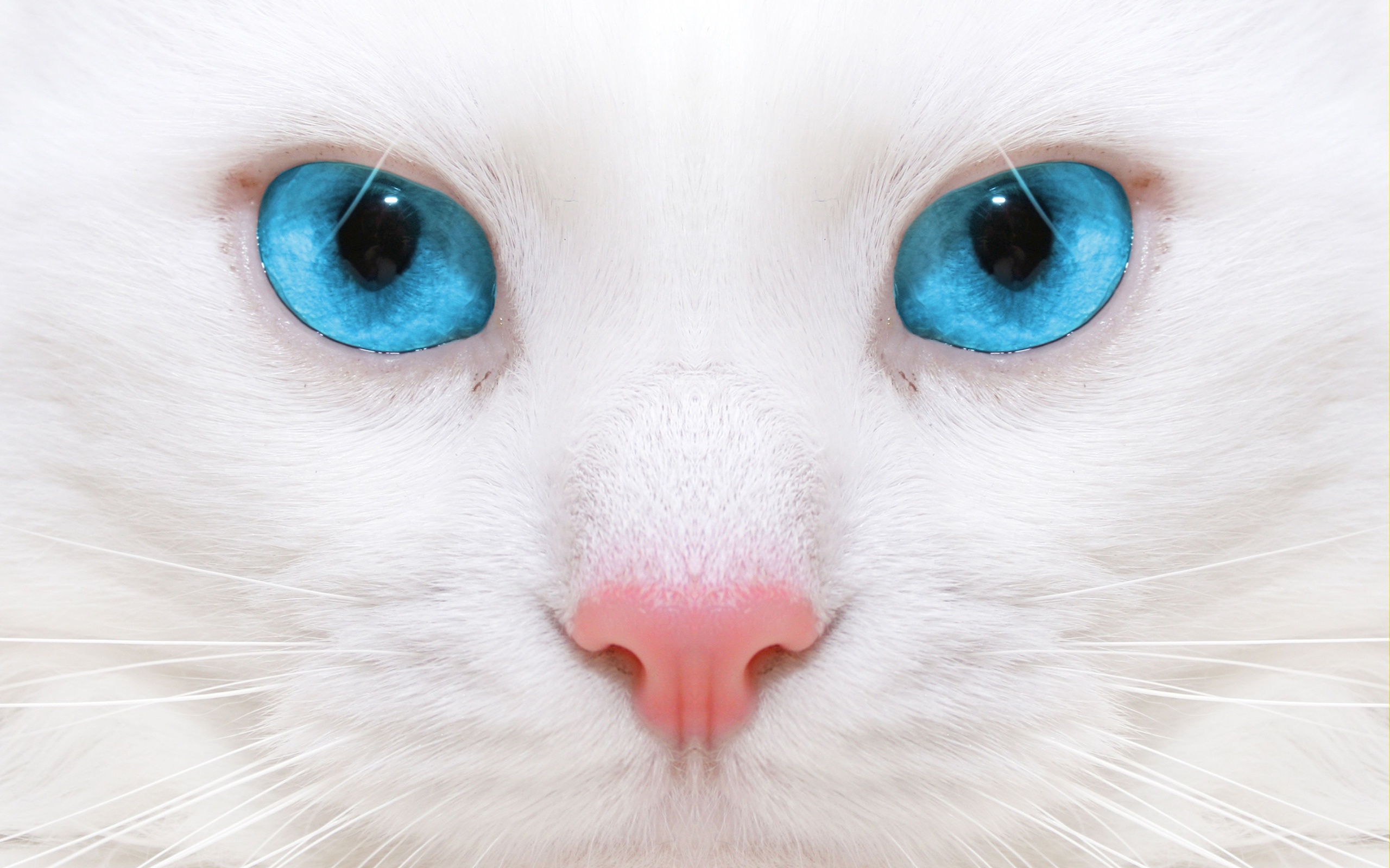 Free download wallpaper Cat, Animal on your PC desktop