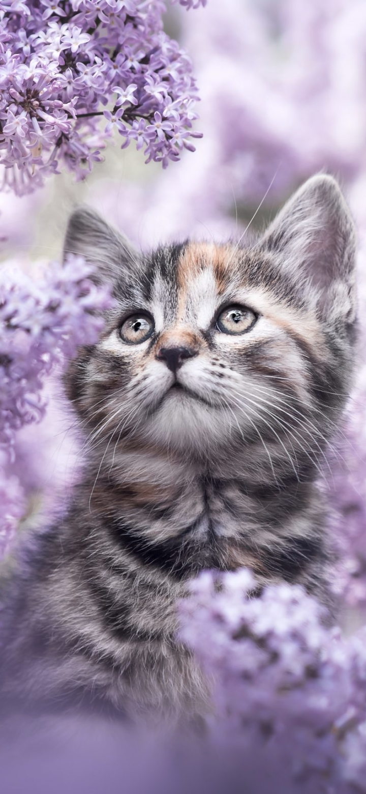 Download mobile wallpaper Cats, Flower, Cat, Kitten, Animal for free.