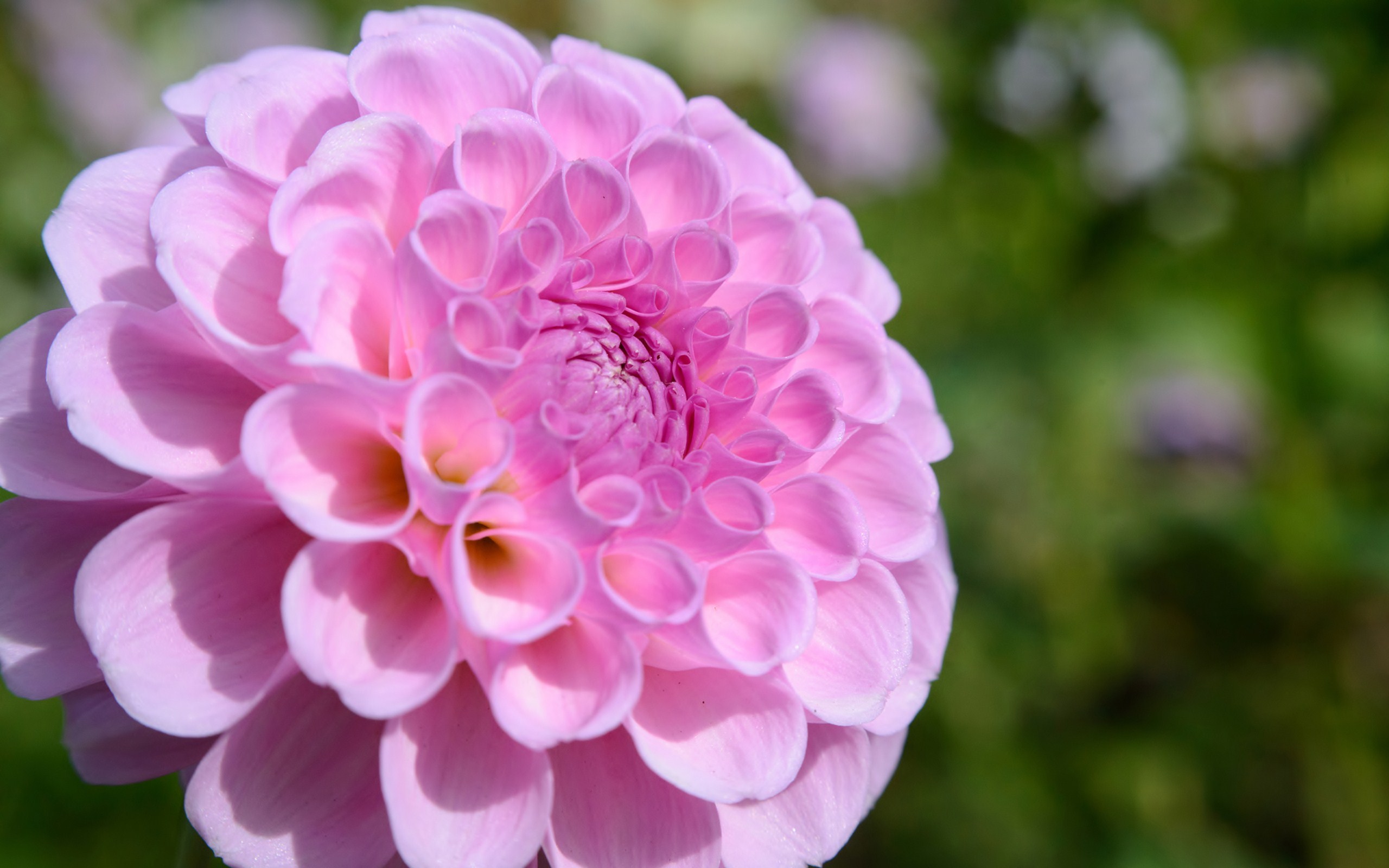 Descarga gratuita de fondo de pantalla para móvil de Flores, Flor, Tierra/naturaleza.