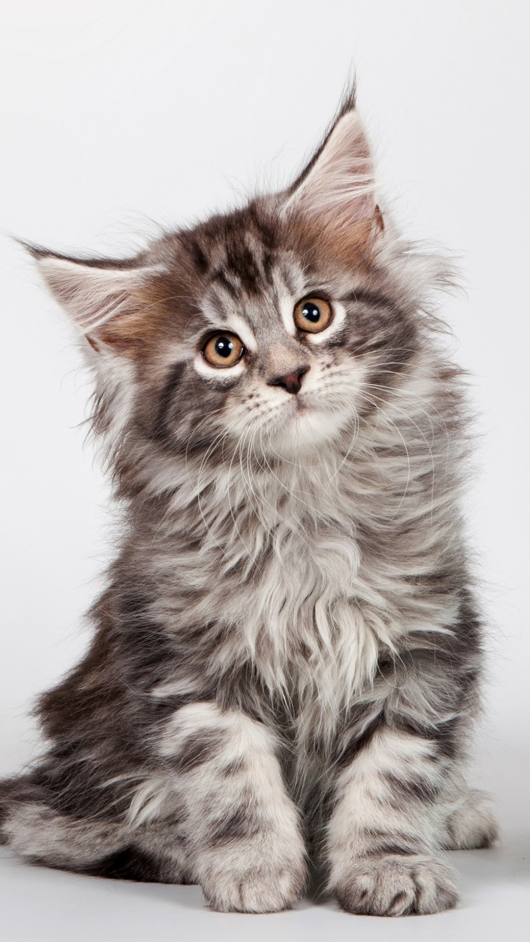 無料モバイル壁紙動物, ネコ, 猫, 子猫, 可愛い, メインクーンをダウンロードします。