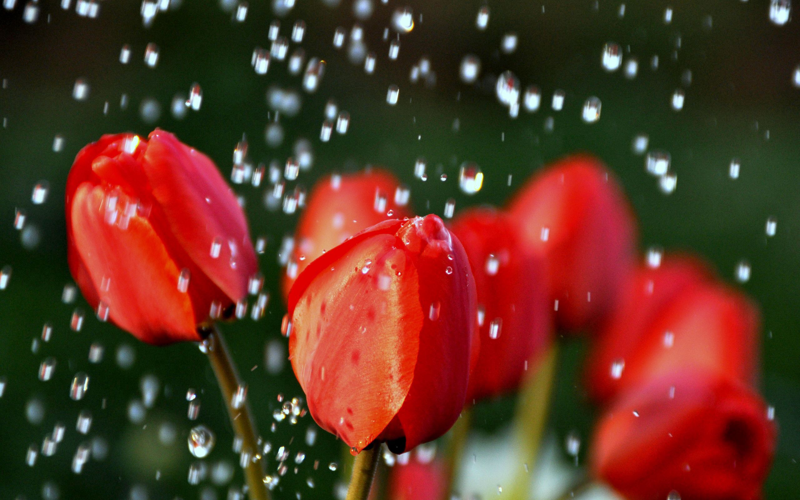 Download mobile wallpaper Buds, Smooth, Flowers, Drops, Blur, Tulips for free.