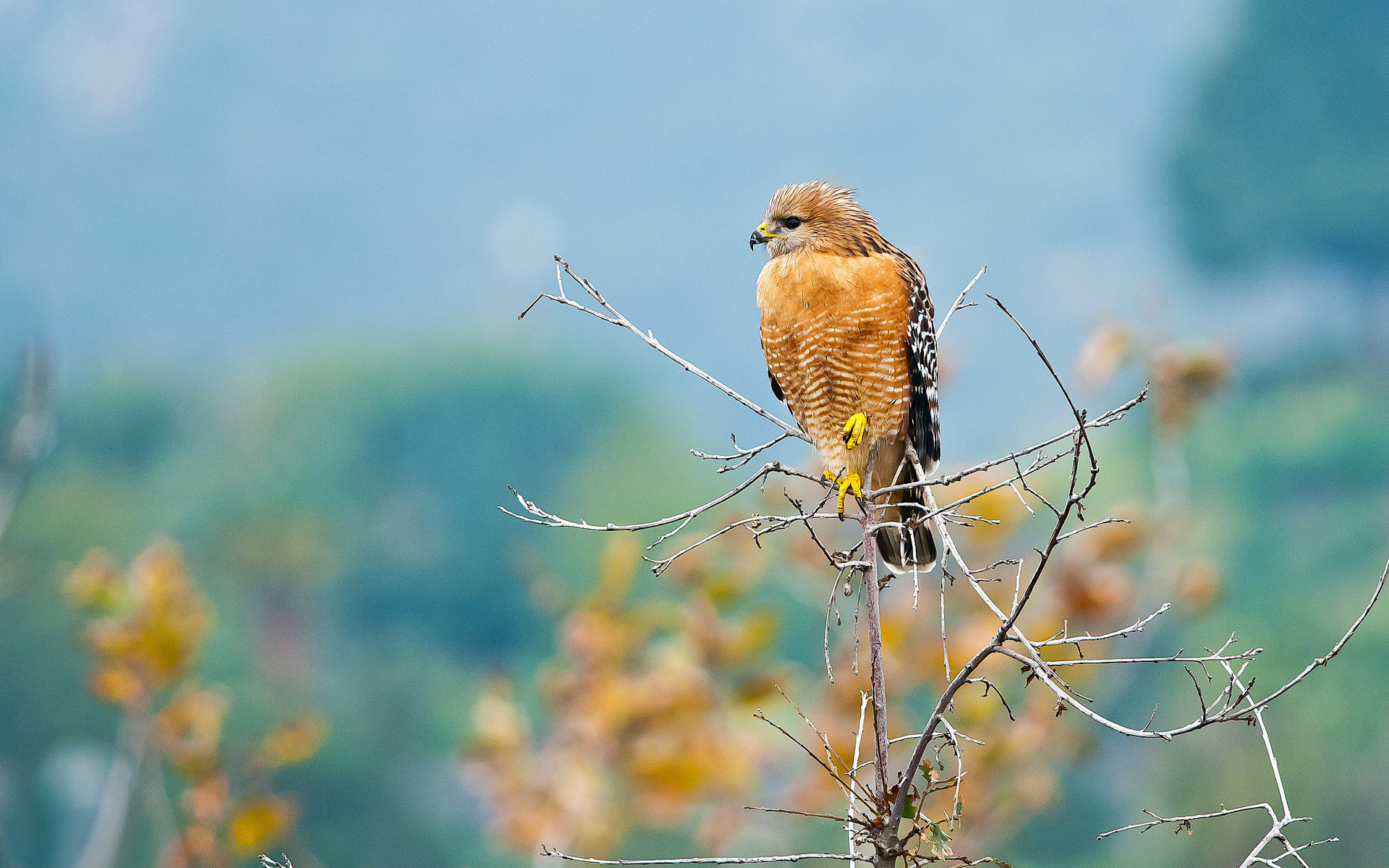 Download mobile wallpaper Birds, Bird, Animal, Hawk, Bird Of Prey, Red Shouldered Hawk for free.