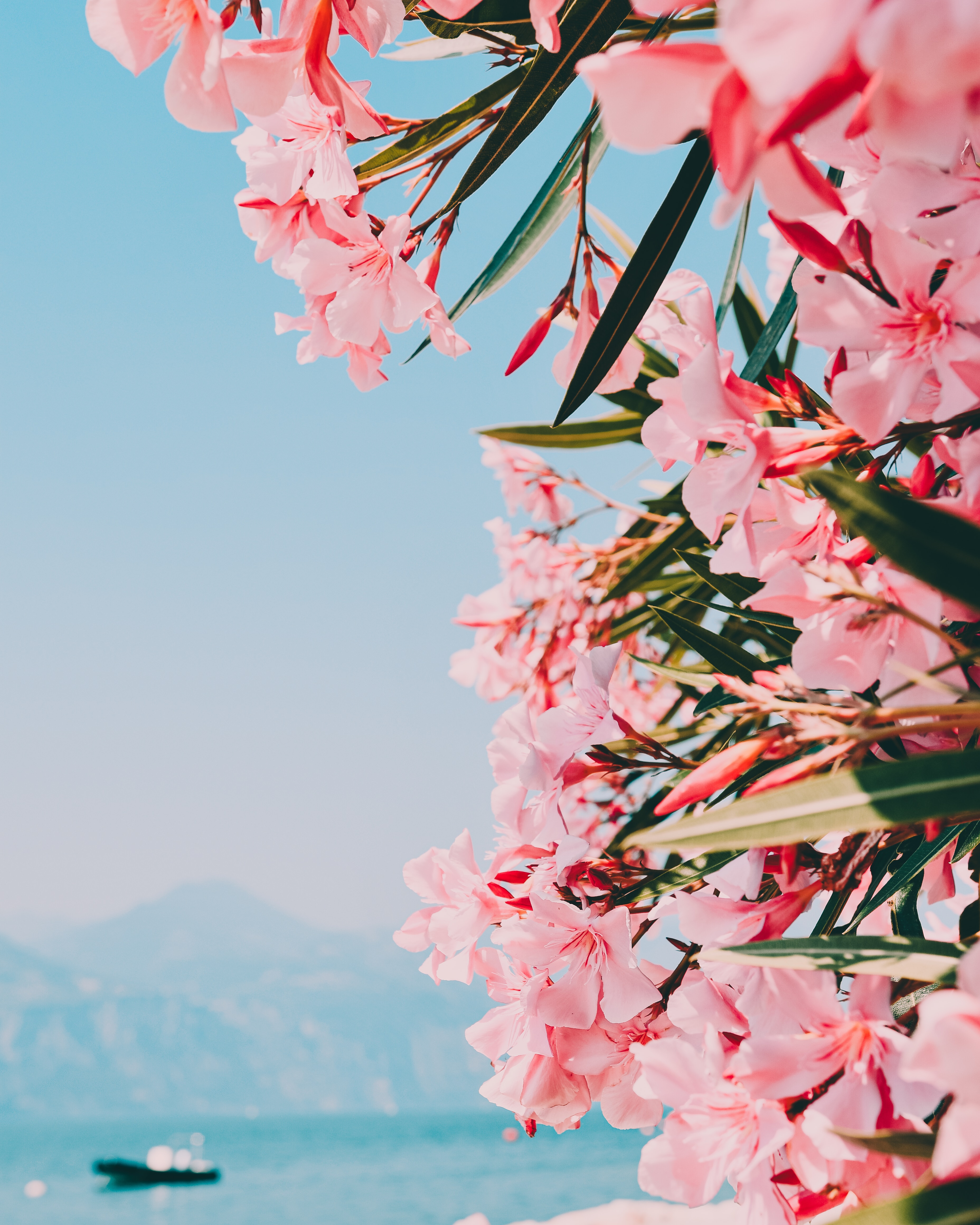Free download wallpaper Flowers, Pink, Oleander, Plant, Bloom, Flowering on your PC desktop