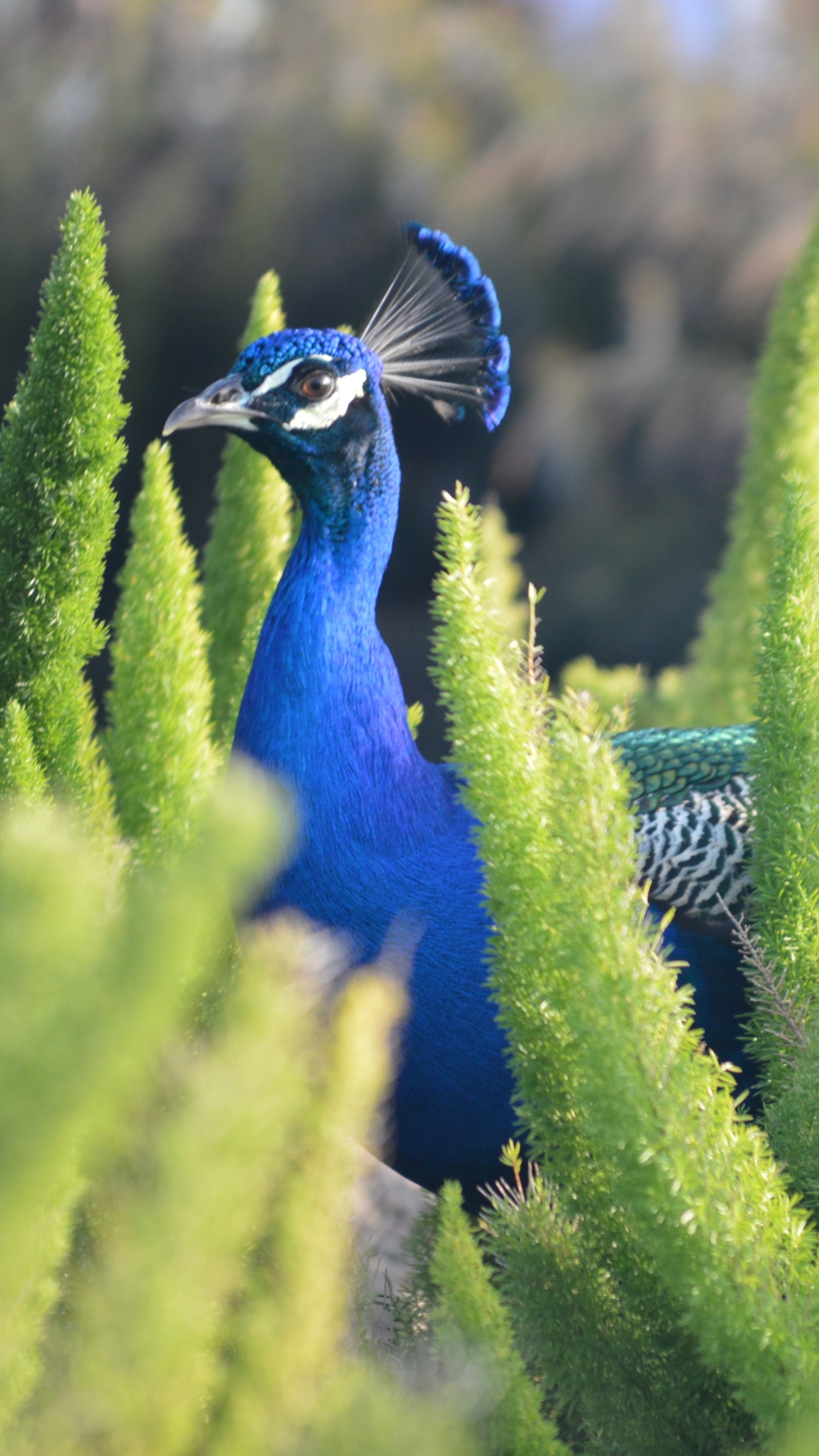 Download mobile wallpaper Birds, Plant, Bird, Animal, Peacock for free.