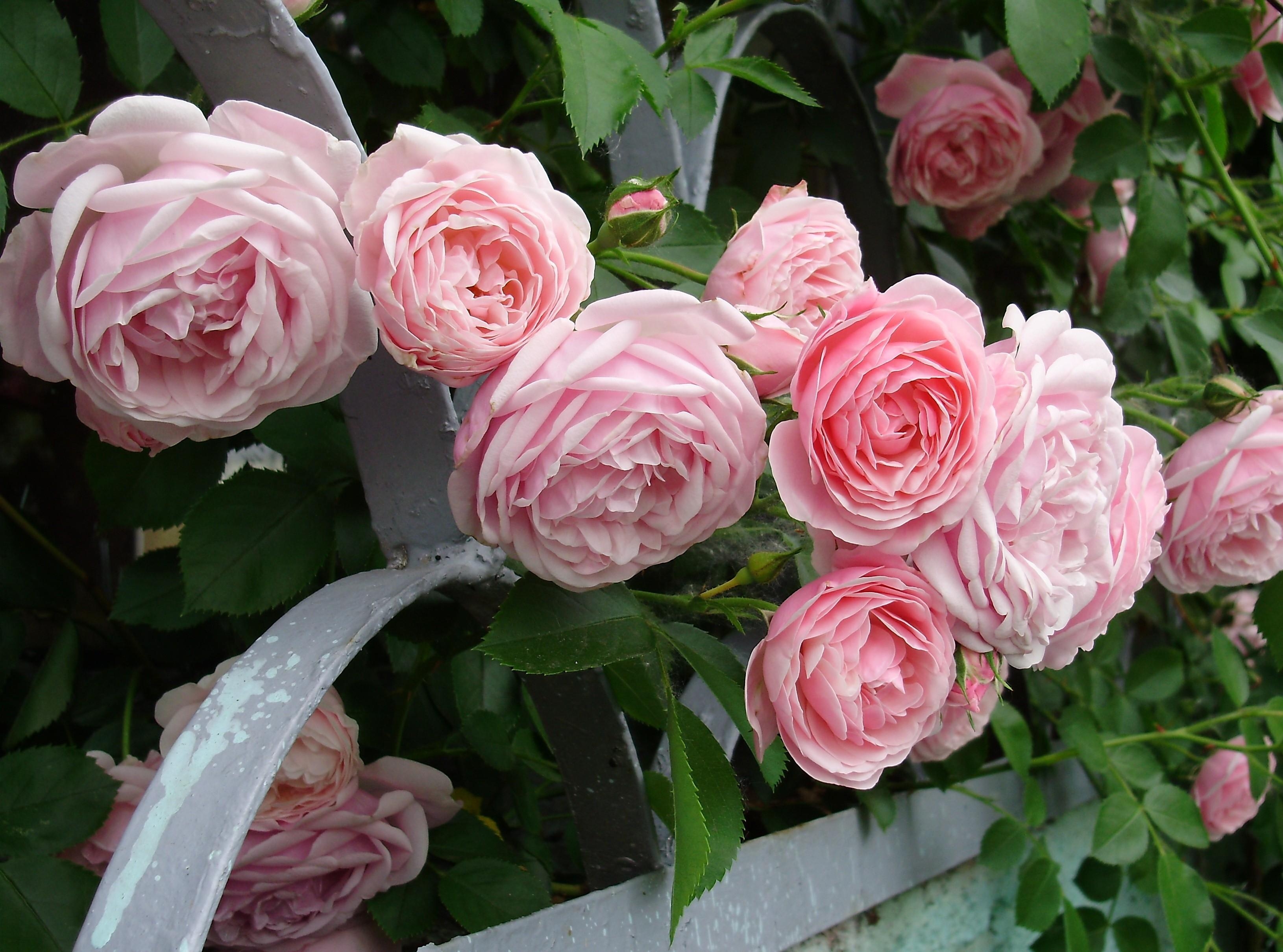 55867 скачать обои цветы, куст, розы, сад, ограждение - заставки и картинки бесплатно