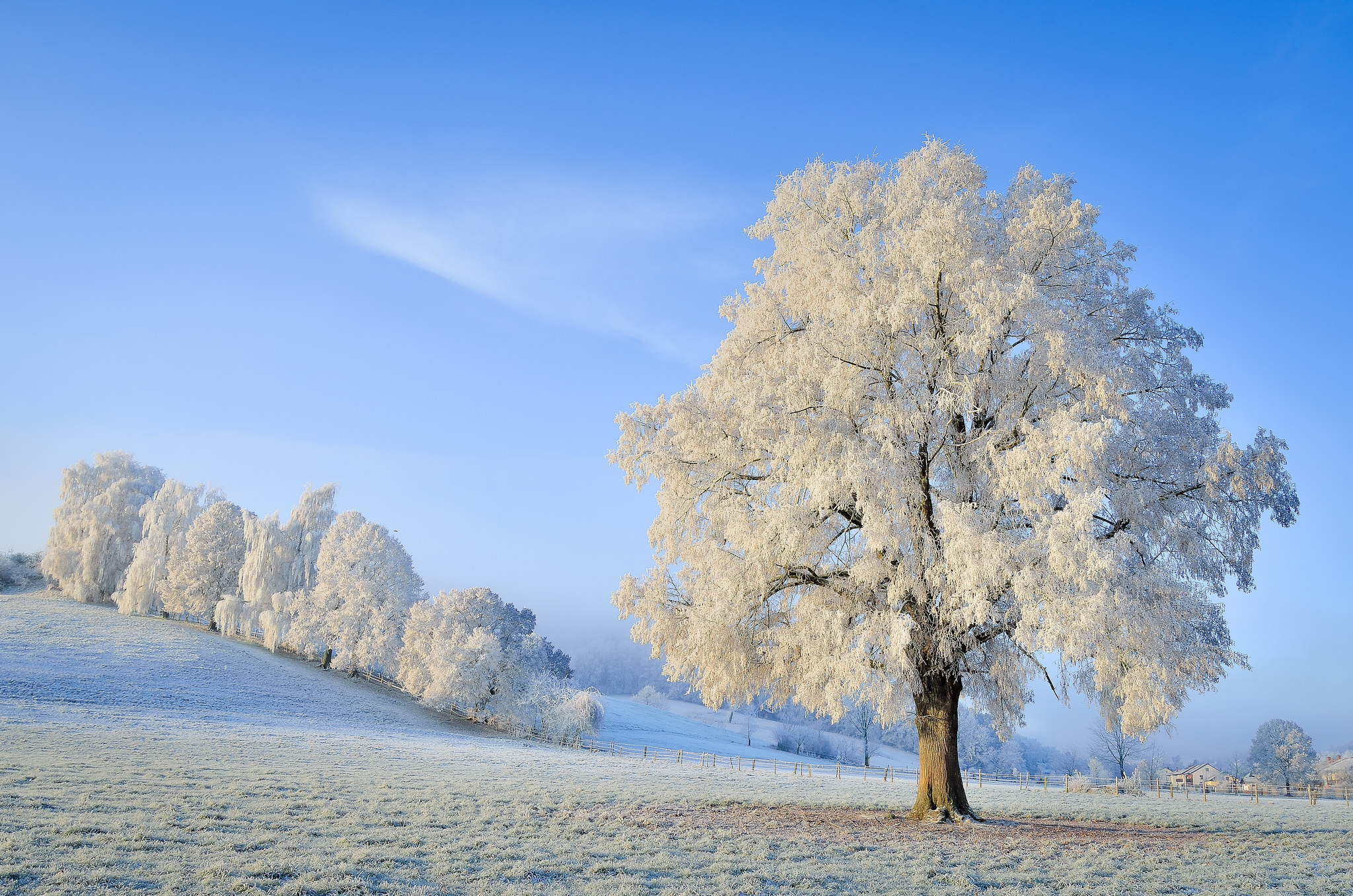 Download mobile wallpaper Winter, Snow, Tree, Earth, Field for free.