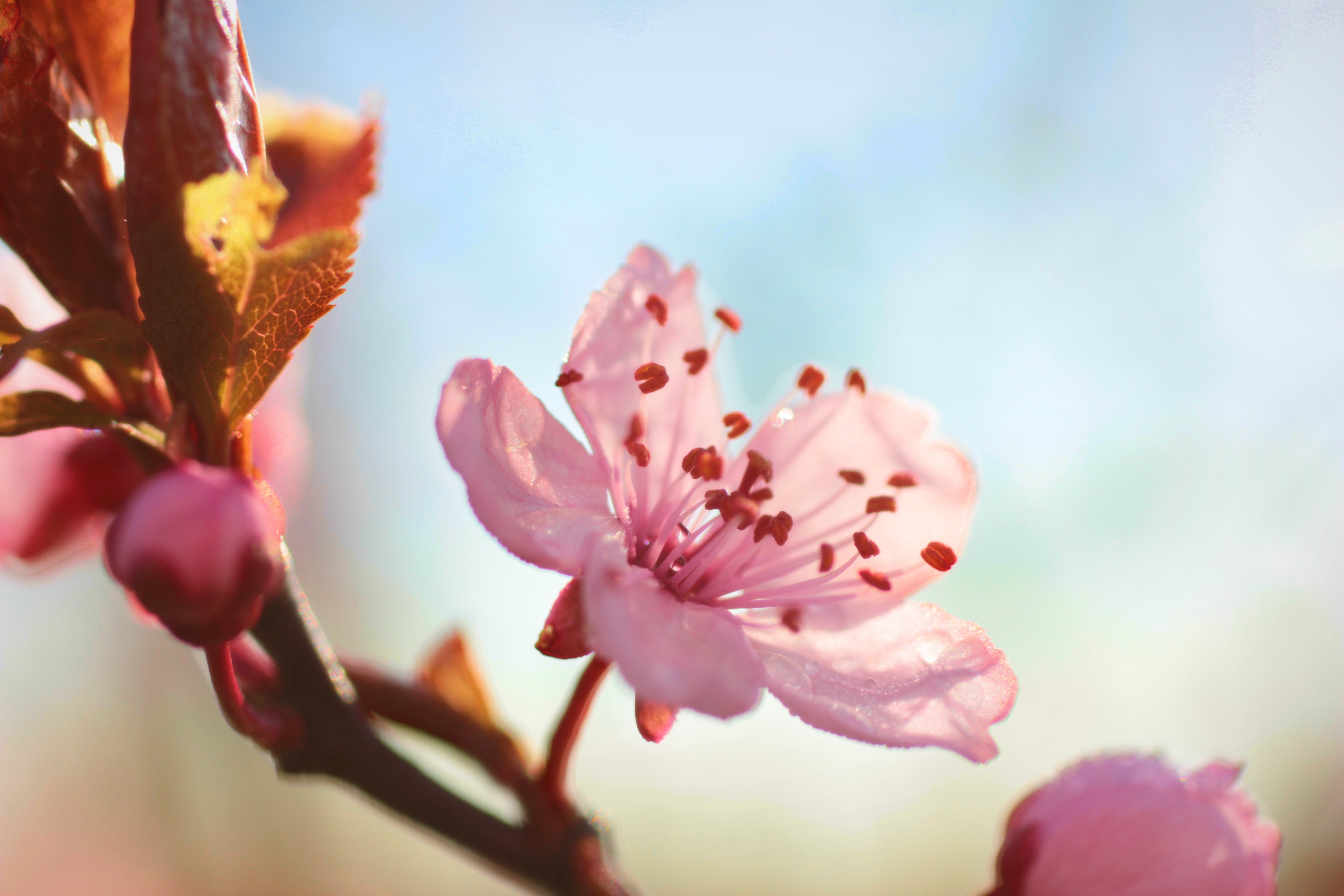 Laden Sie das Makro, Blühen, Zweig, Blume, Blühenden, Ast, Frühling-Bild kostenlos auf Ihren PC-Desktop herunter