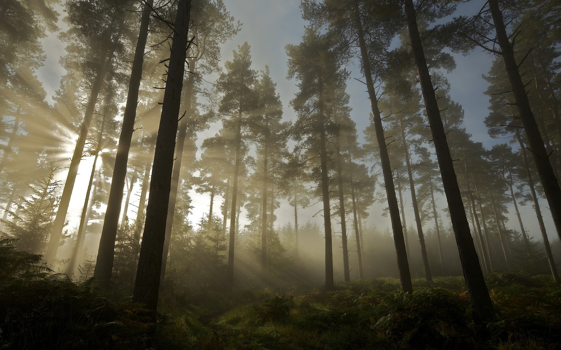 Handy-Wallpaper Nebel, Sonnenstrahl, Erde/natur kostenlos herunterladen.