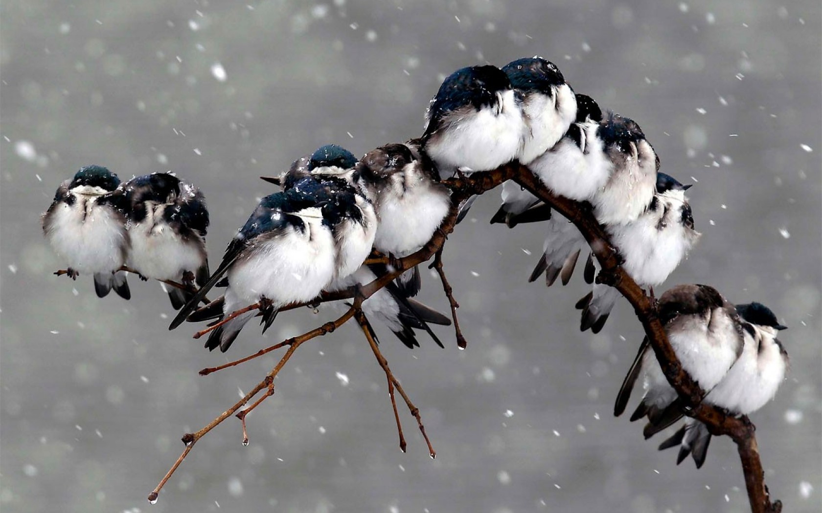 1500608 Bild herunterladen tiere, vogel, zweig, schnee, winter - Hintergrundbilder und Bildschirmschoner kostenlos