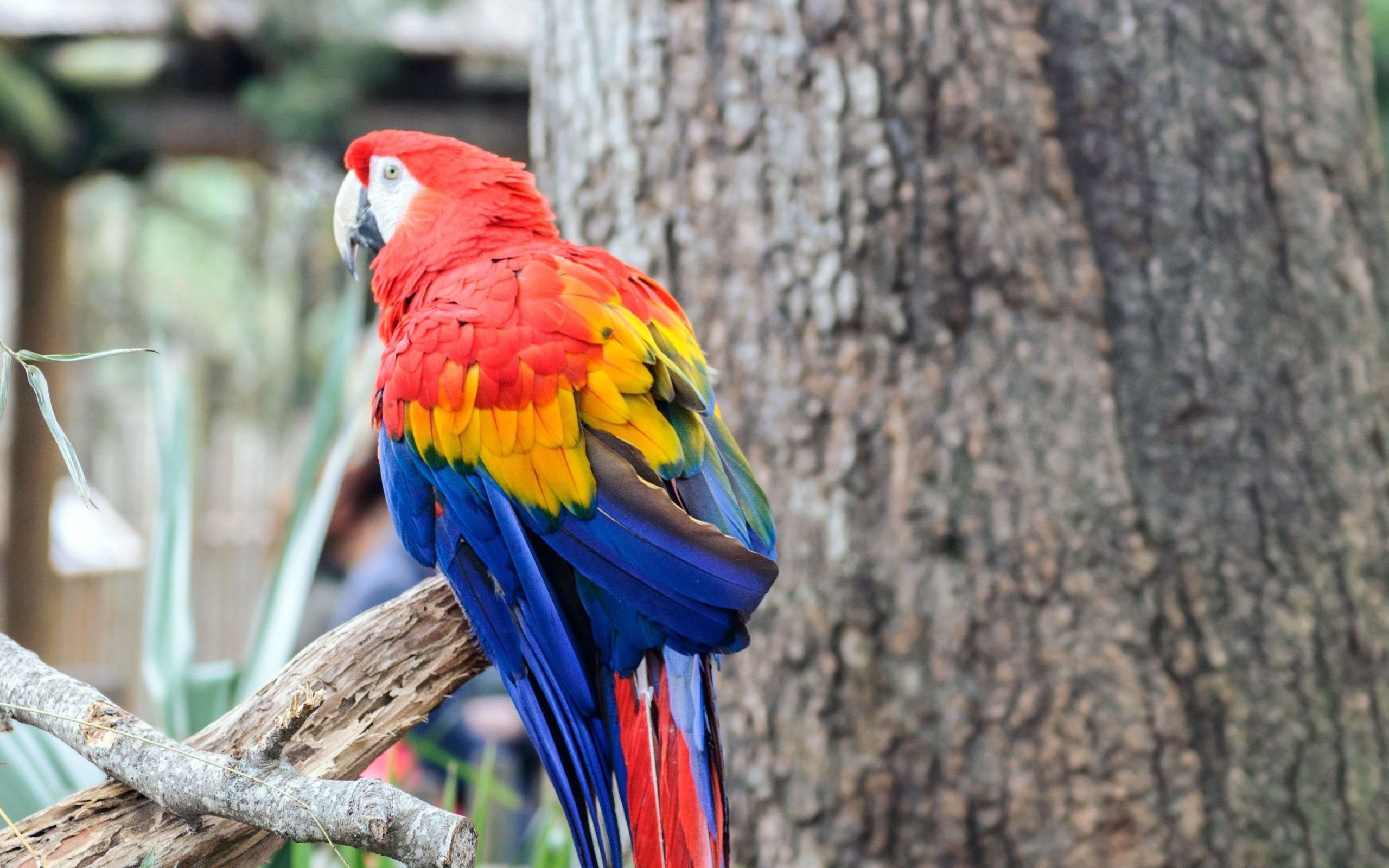 Download mobile wallpaper Animals, Branch, Bird, Color, Parrots for free.